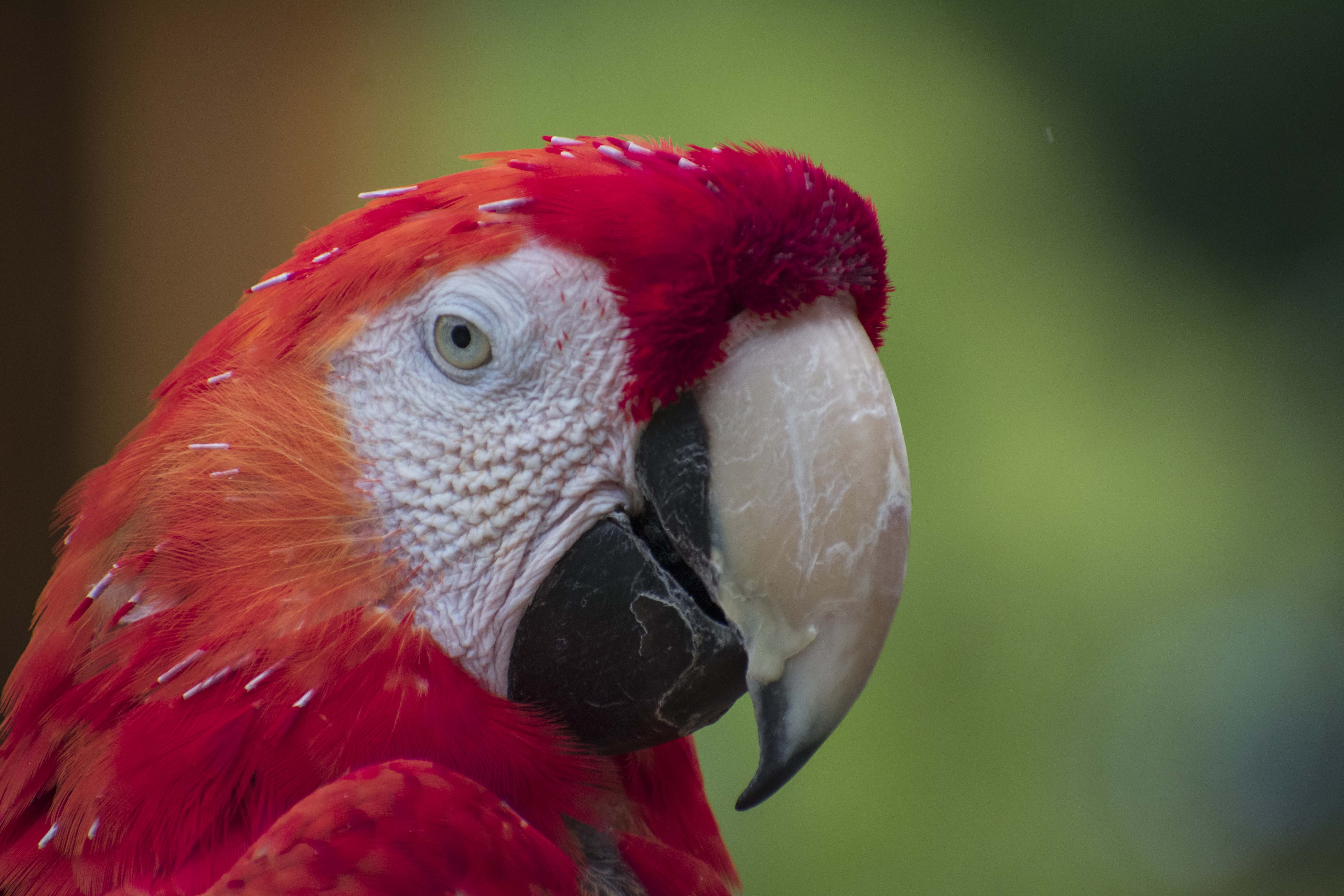 bird2low.jpg