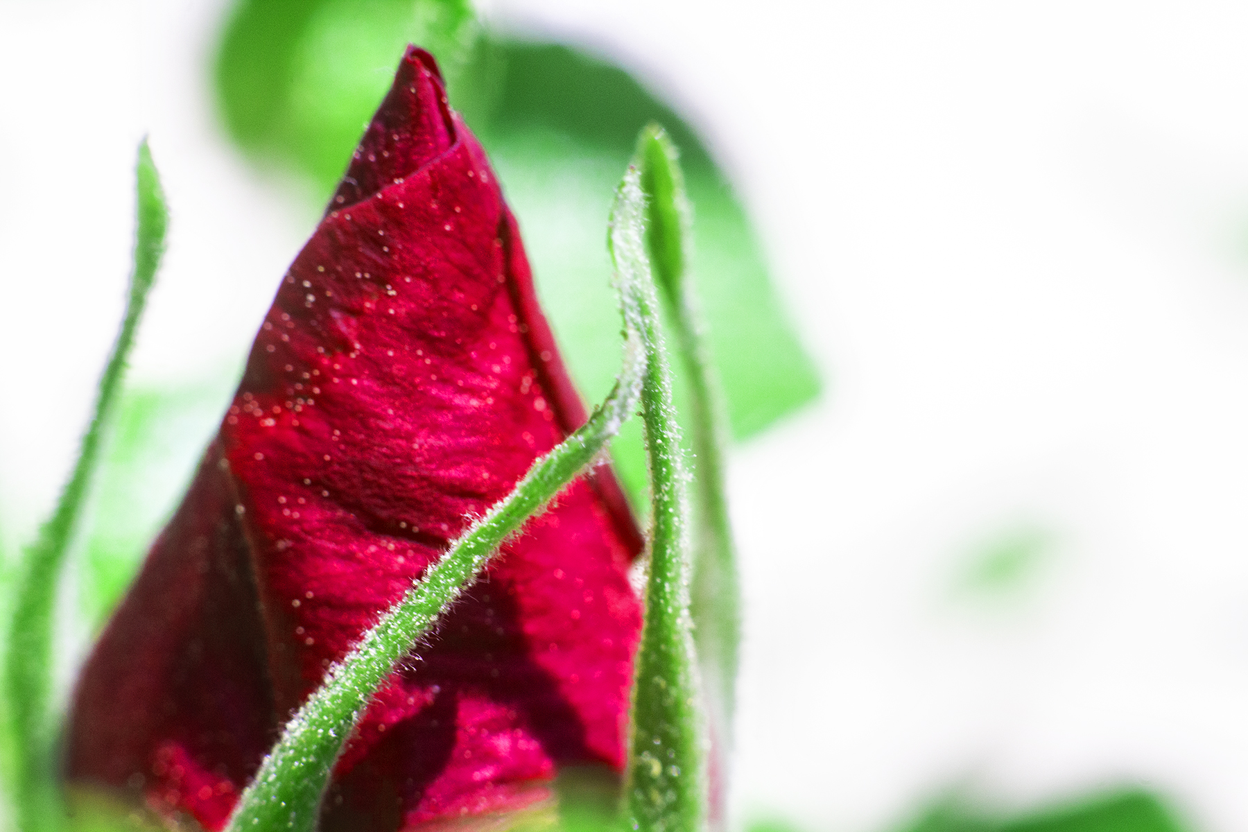 RedFlower_1.jpg