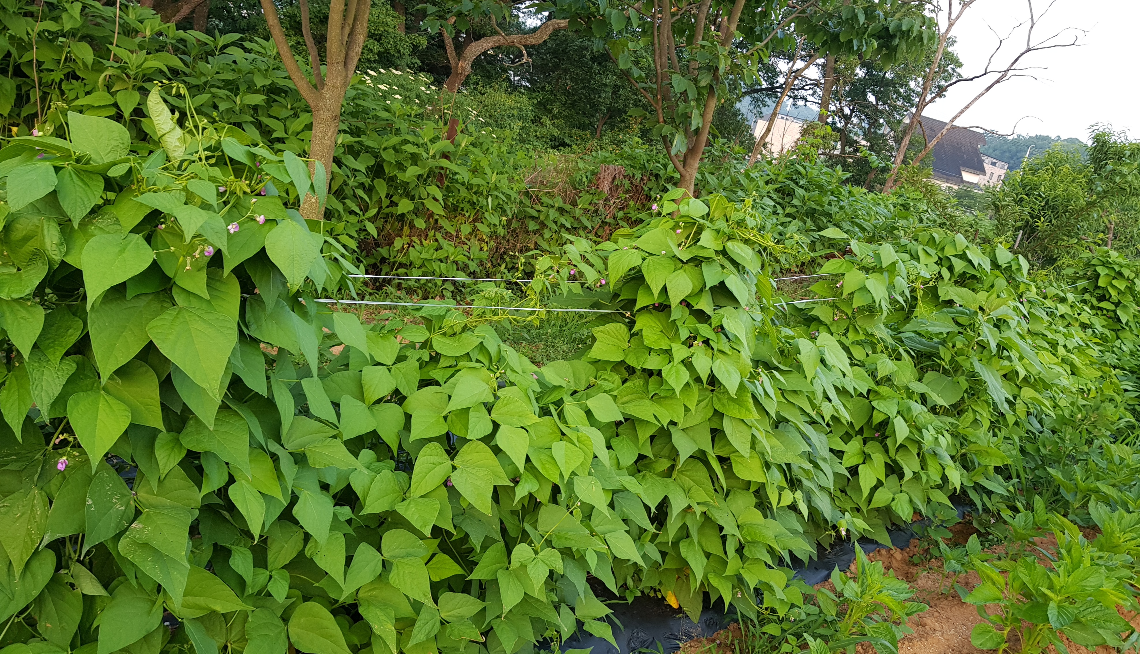 20190619_013127.jpg