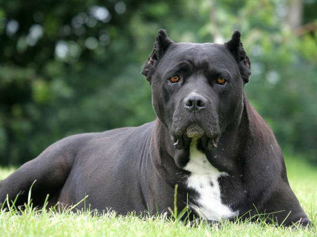Cane Corso.jpg