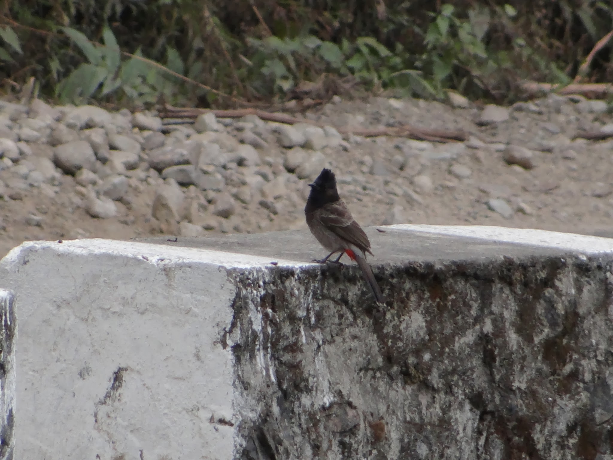 DSC06344.JPG
