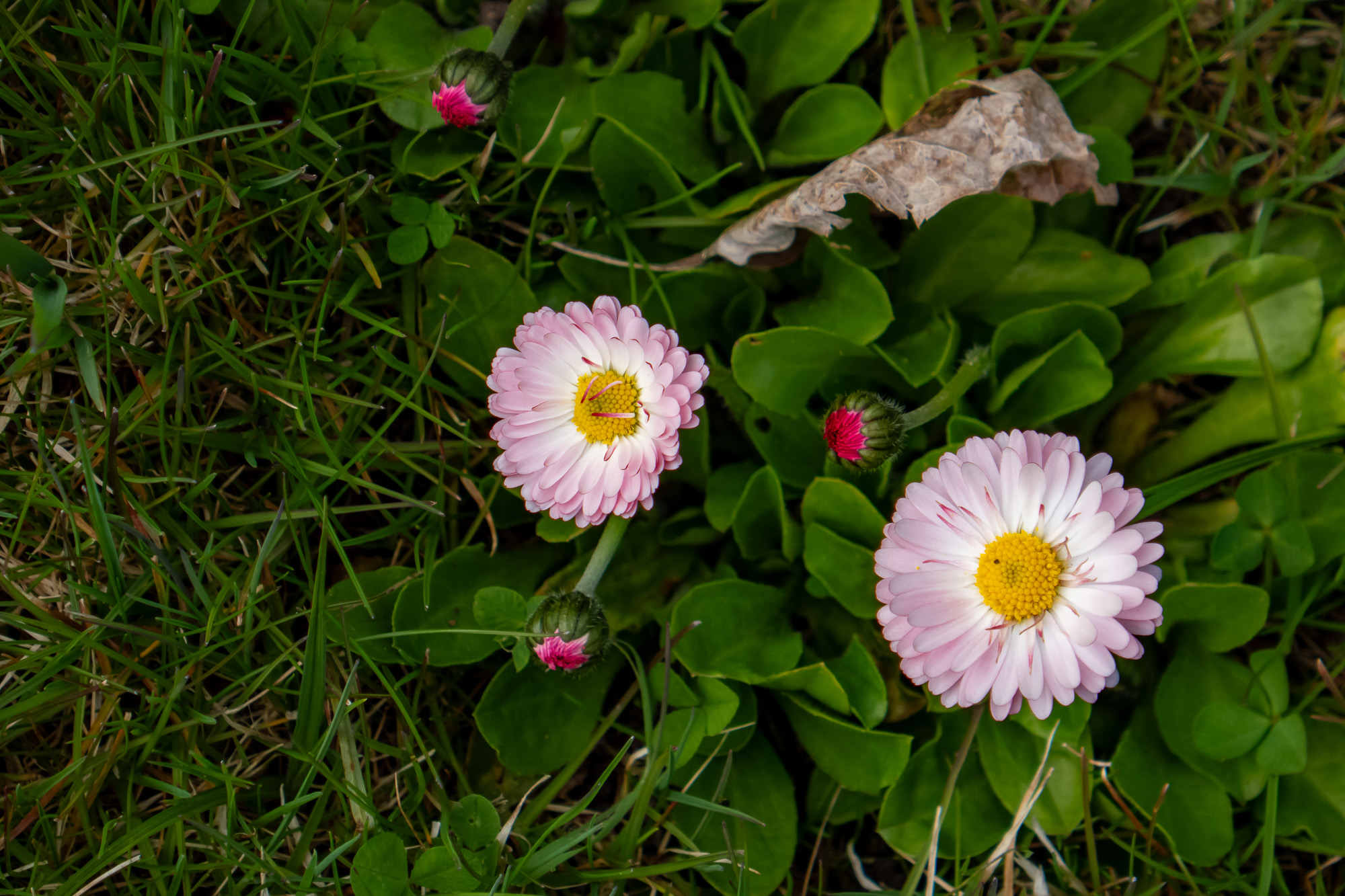 P1330131.jpg