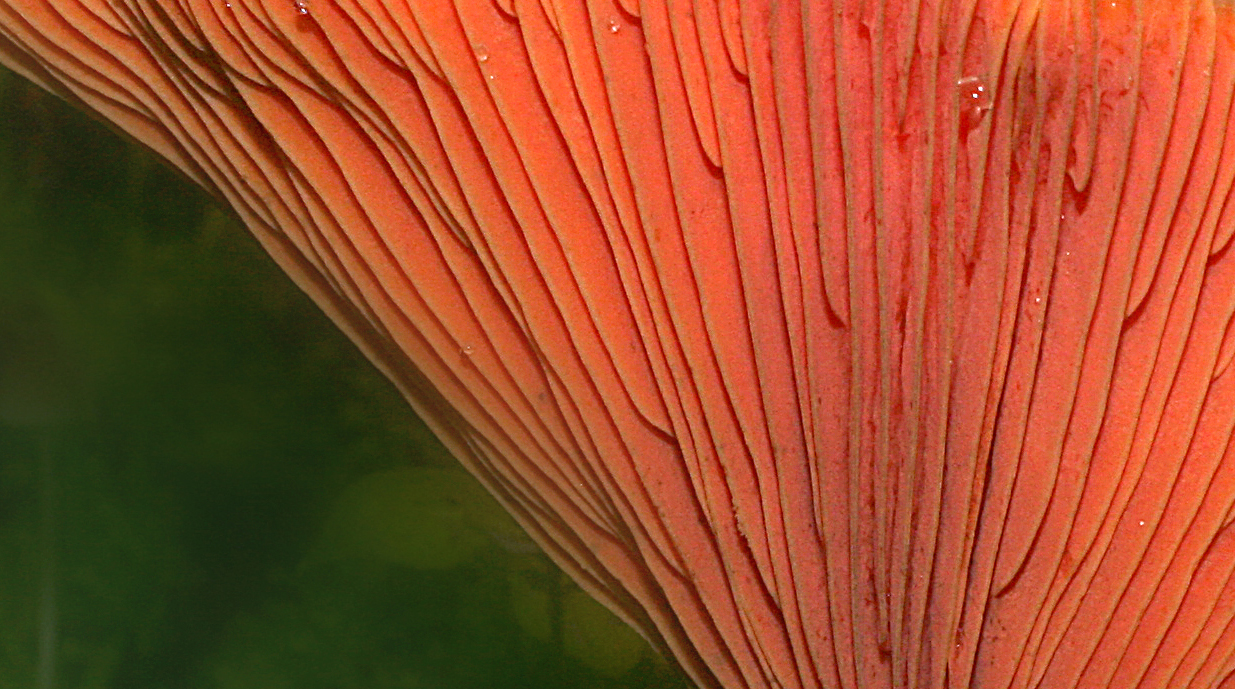 056 c mikrokrop.jpg