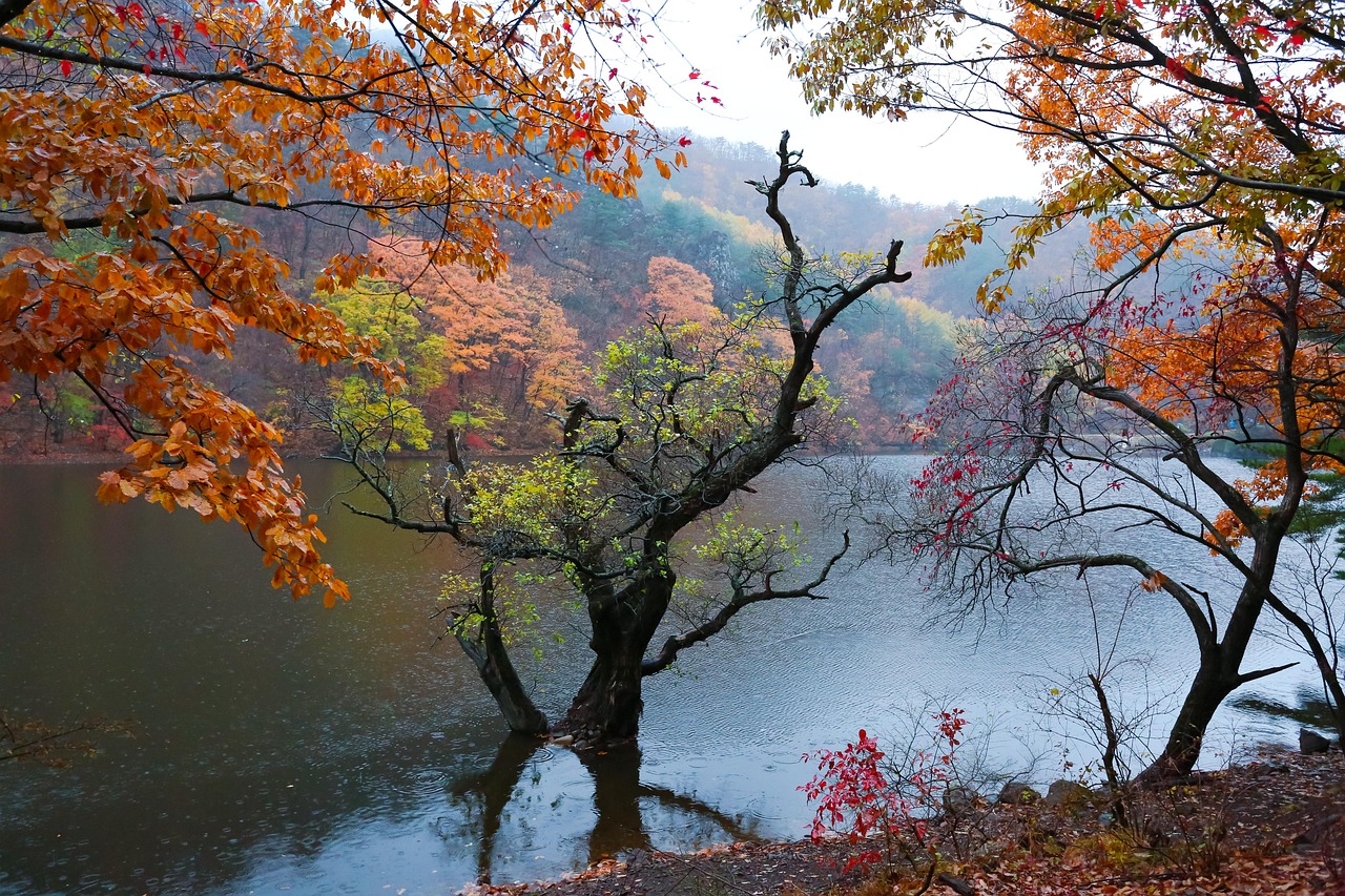427-Wichtigkeit-fuer-andere-Herbst-Blaetter-5915468_1280_Pixabay_KIMDAEJEUNG.jpg