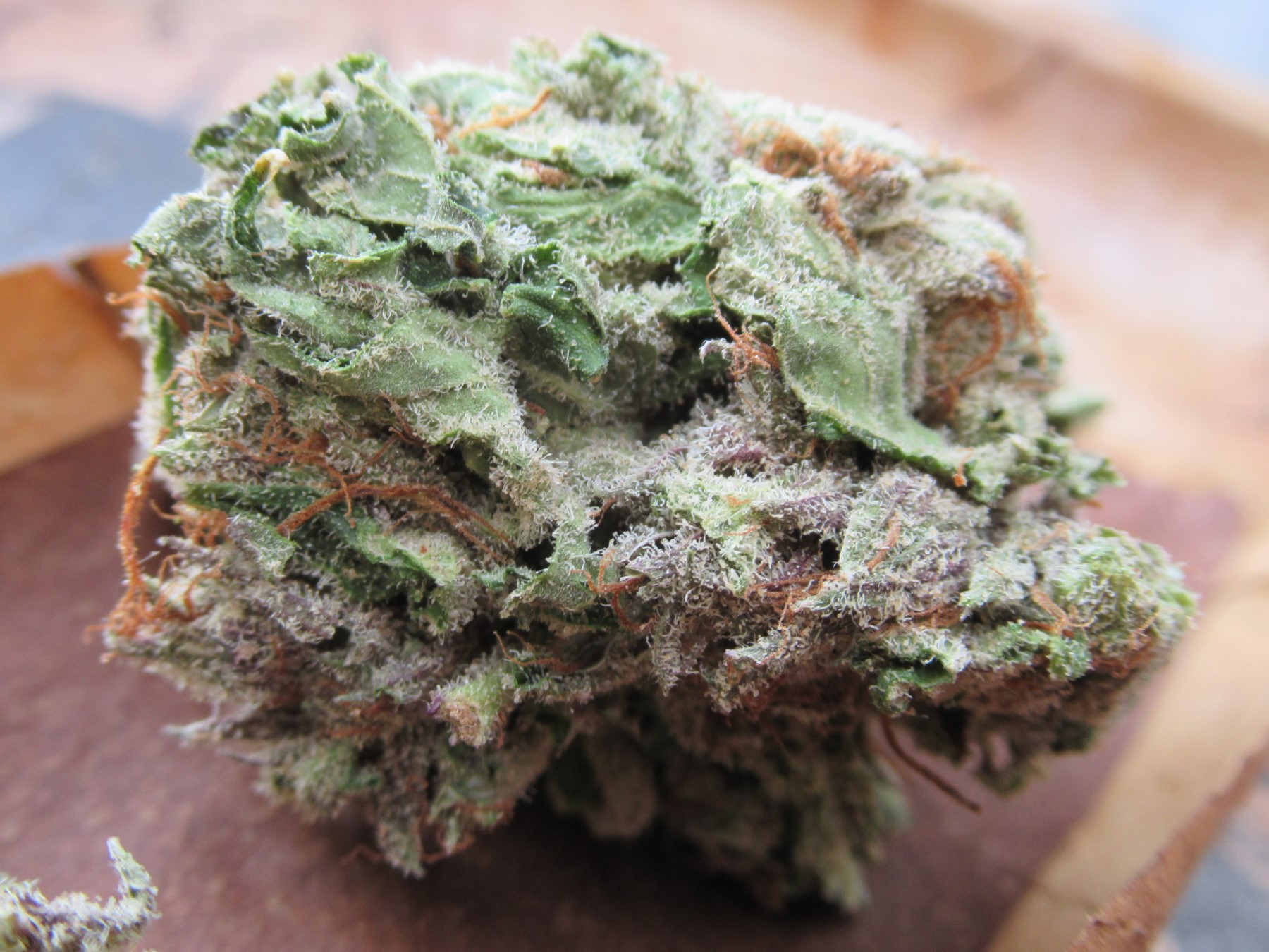 fullnugbackleaf.jpg