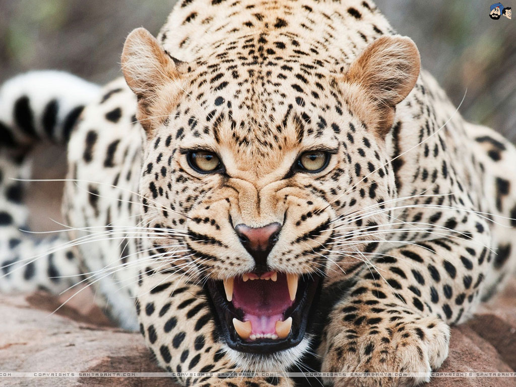 Steemit profile picture for @leopards