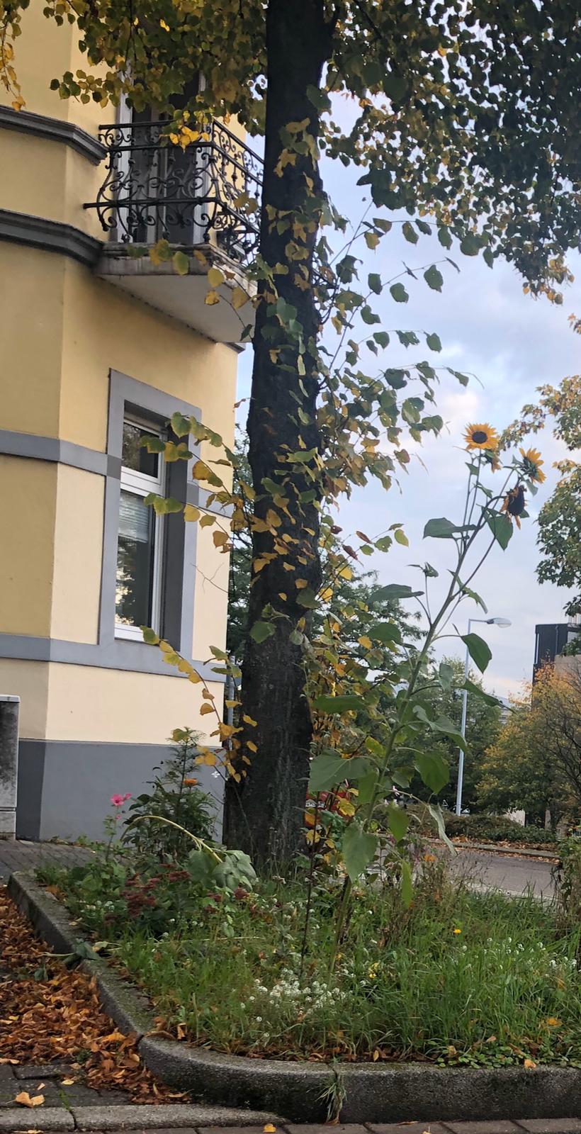 Straßenrand.jpg