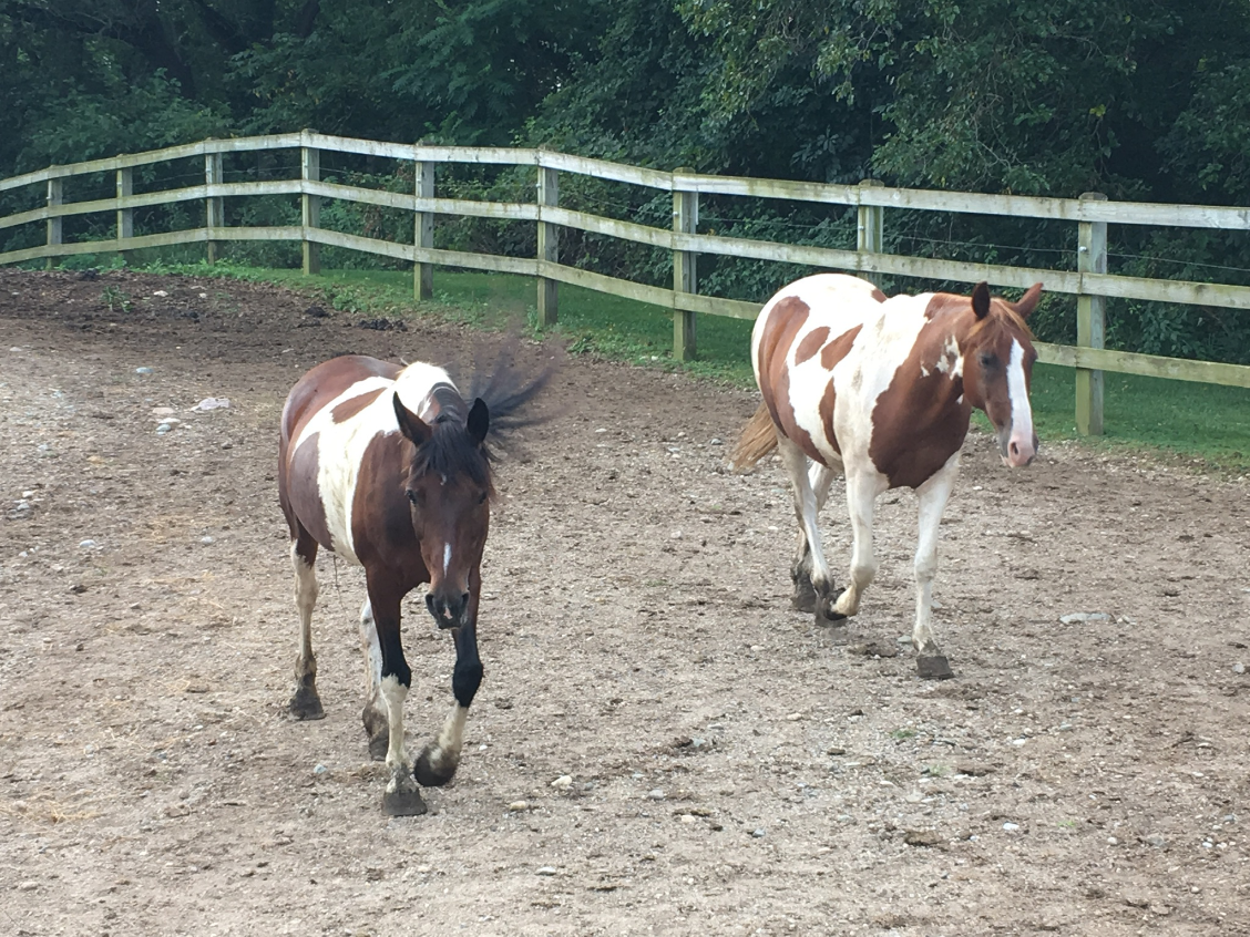 two horses.png