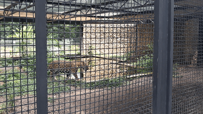20250726_134939(2).gif