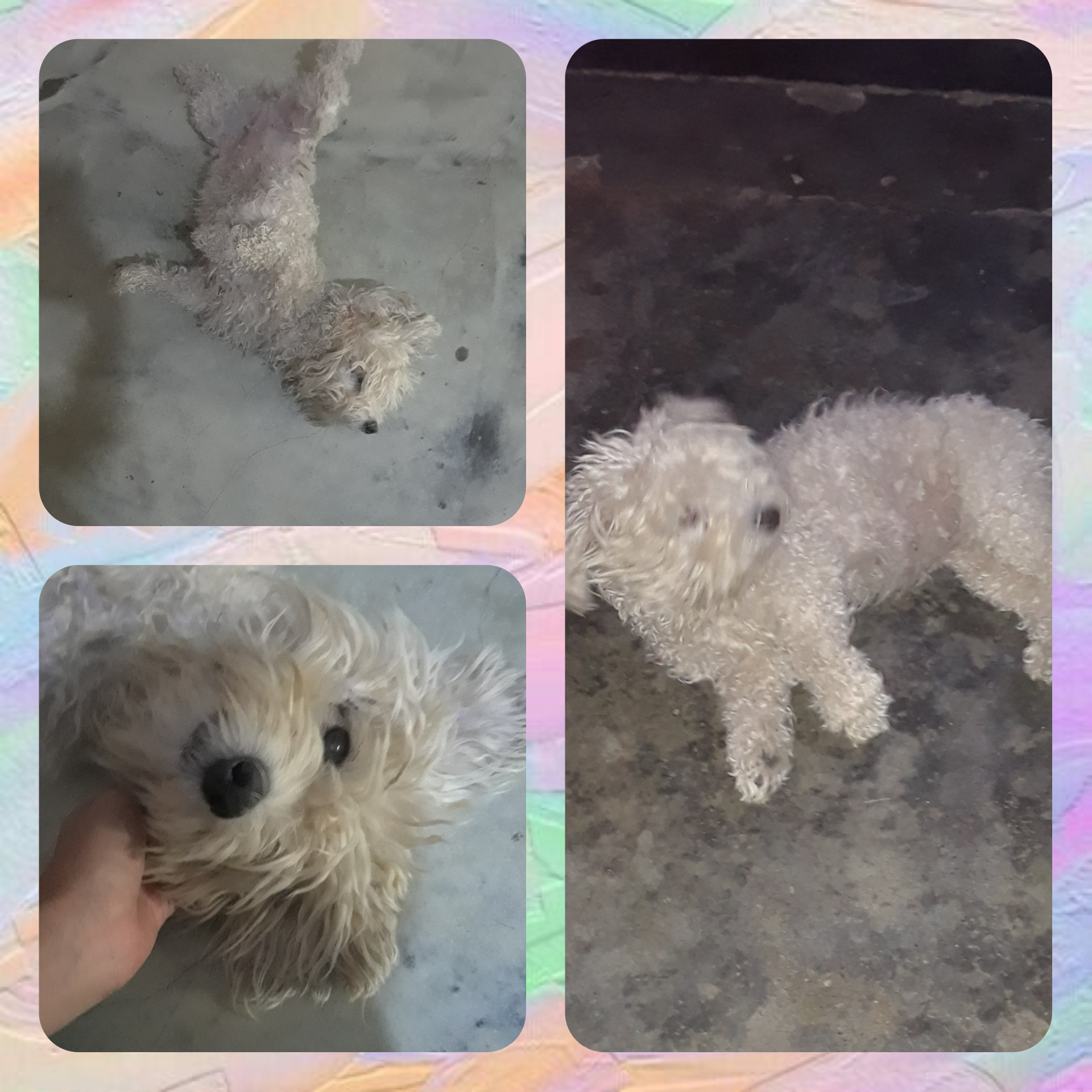 CollageMaker_20211101_142004578.jpg