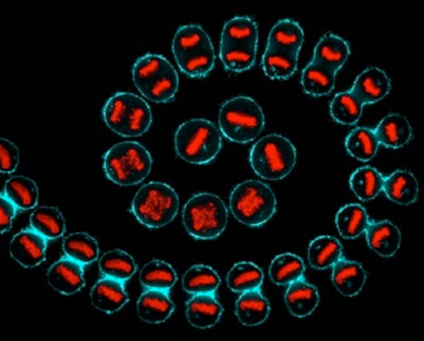 cancer-cell-division-600x483.jpg