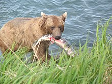 220px-Bear_predation_on_salmon_can_be_high_in_many_Alaskan_rivers.jpg