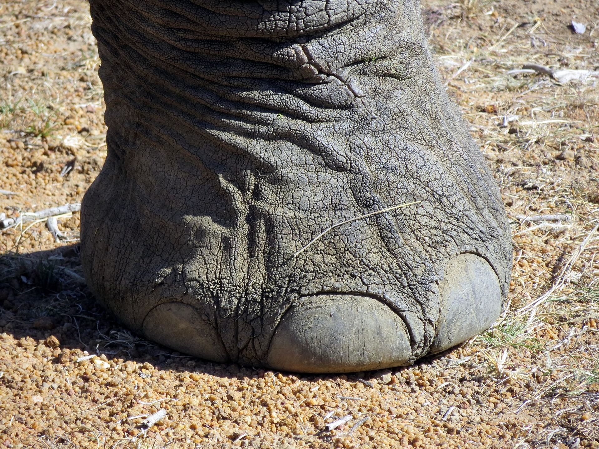 africa-1157058_1920.jpg
