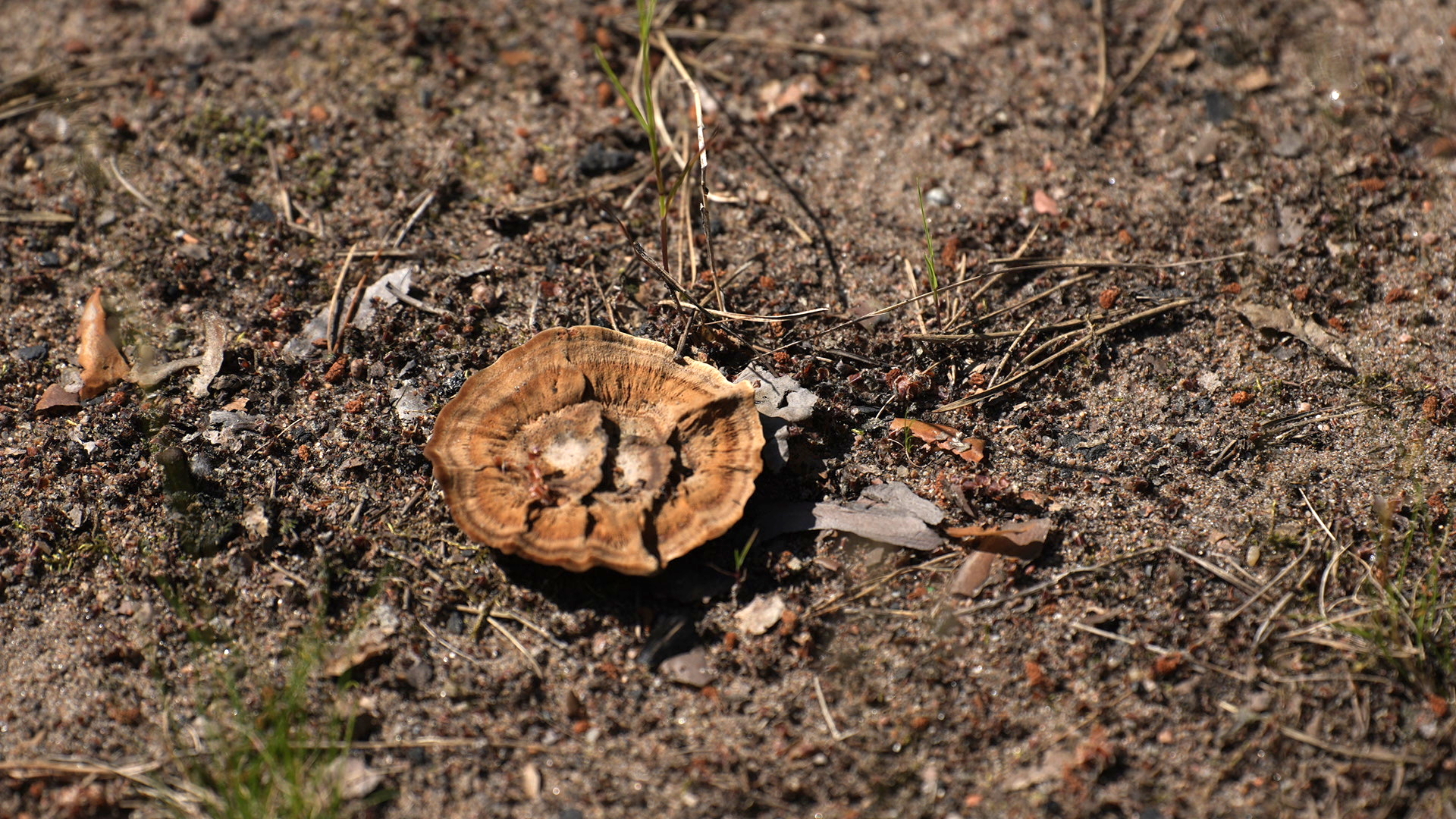 DSC07957.jpg