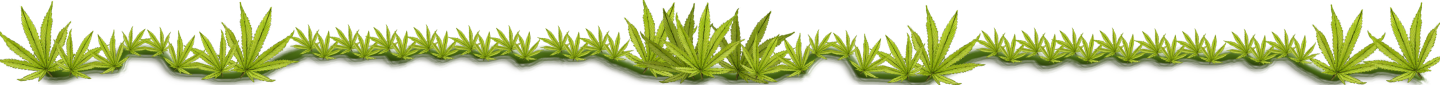 canna page divider.png