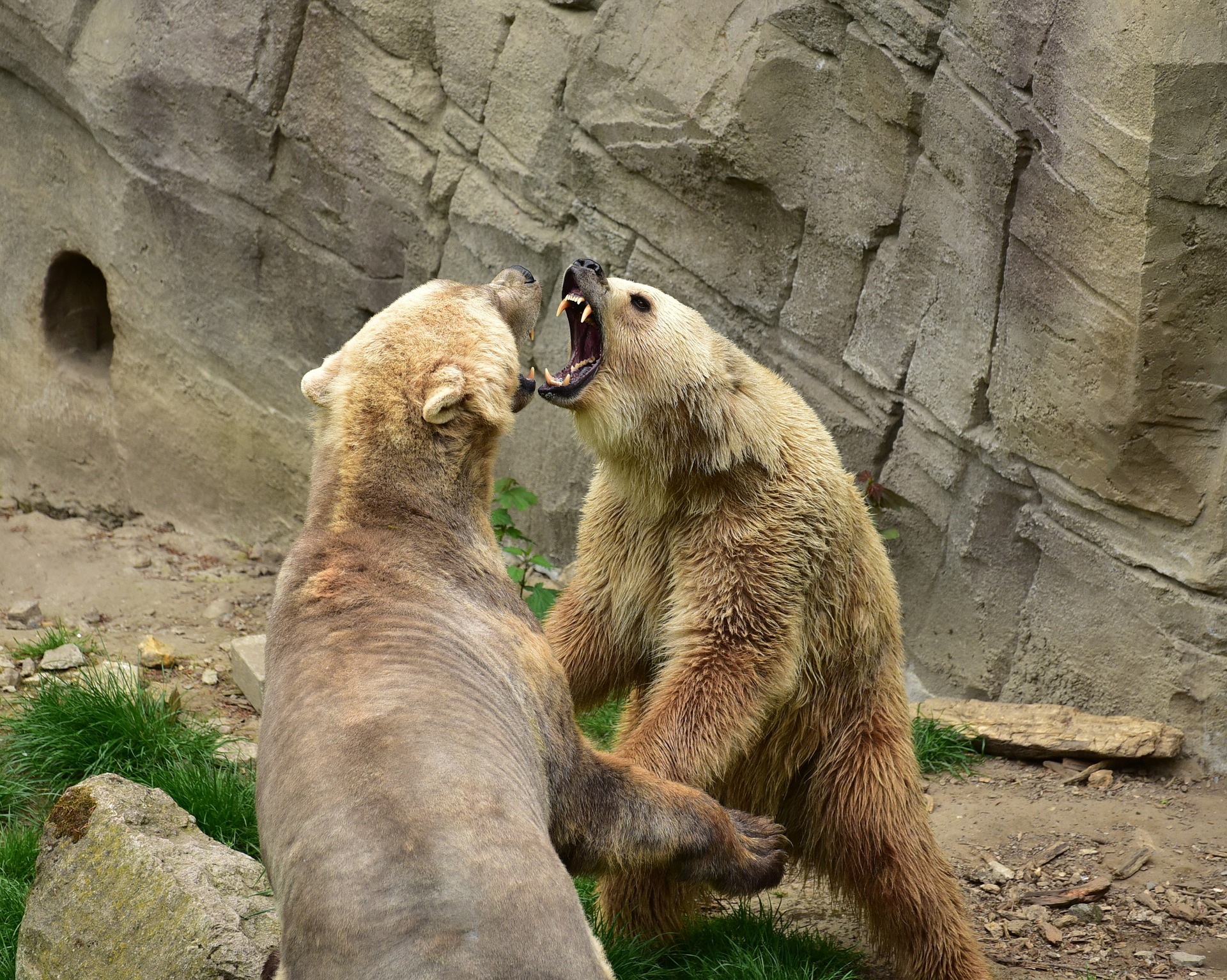 bear-783014_1920.jpg