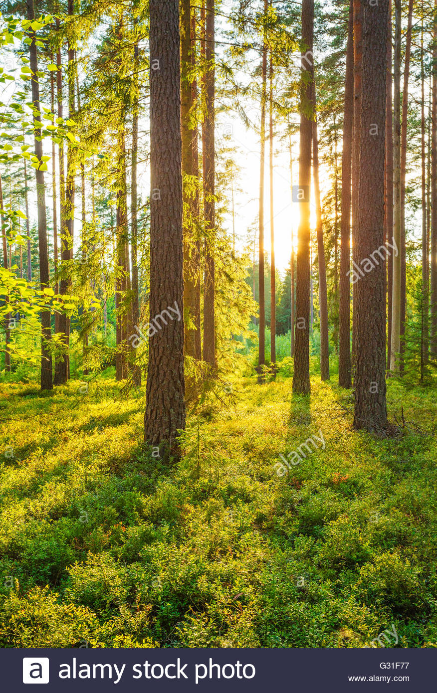 a-forest-on-a-beautiful-summers-afternoon-sweden-G31F77.jpg