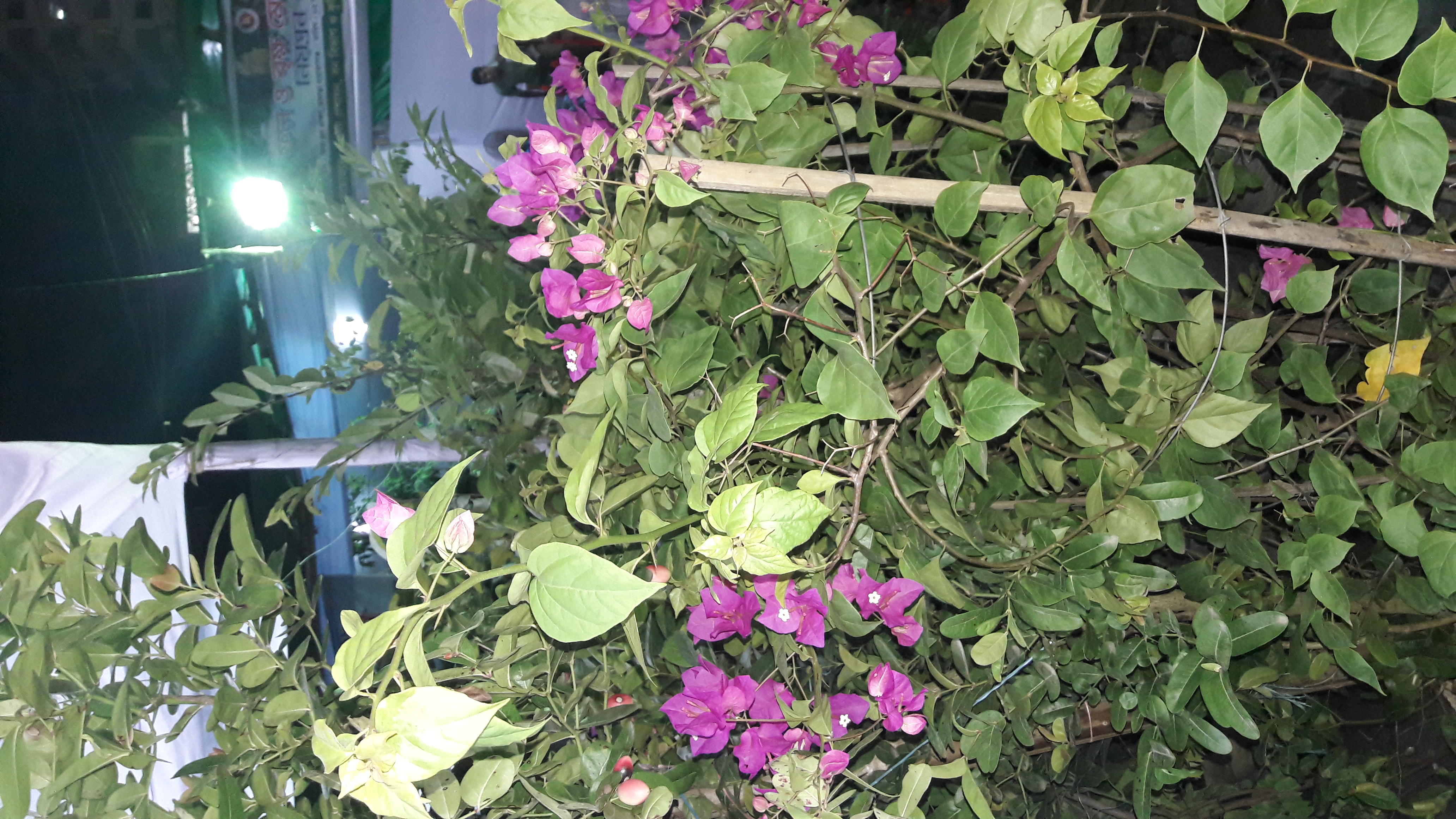 20180815_190057.jpg