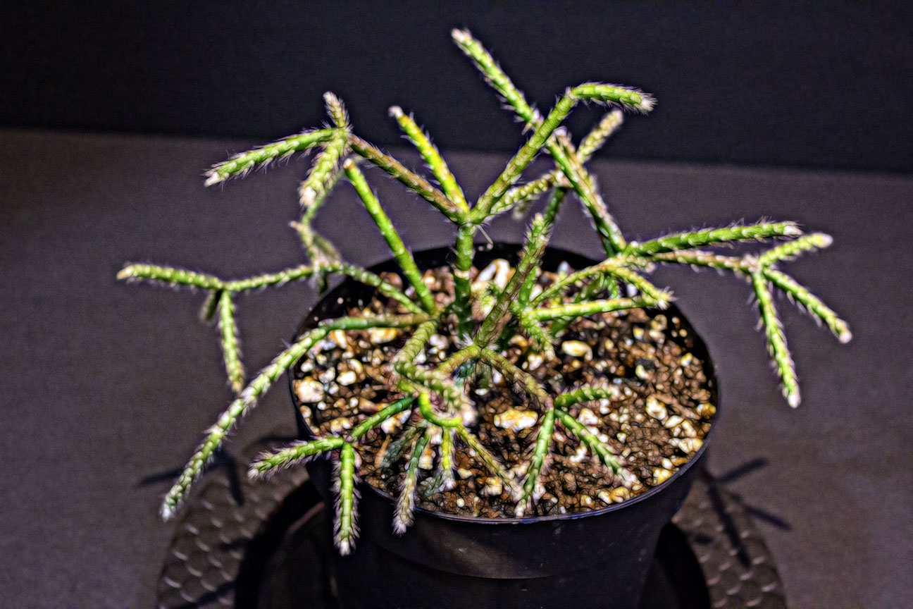 cacti guy copy copy.jpg