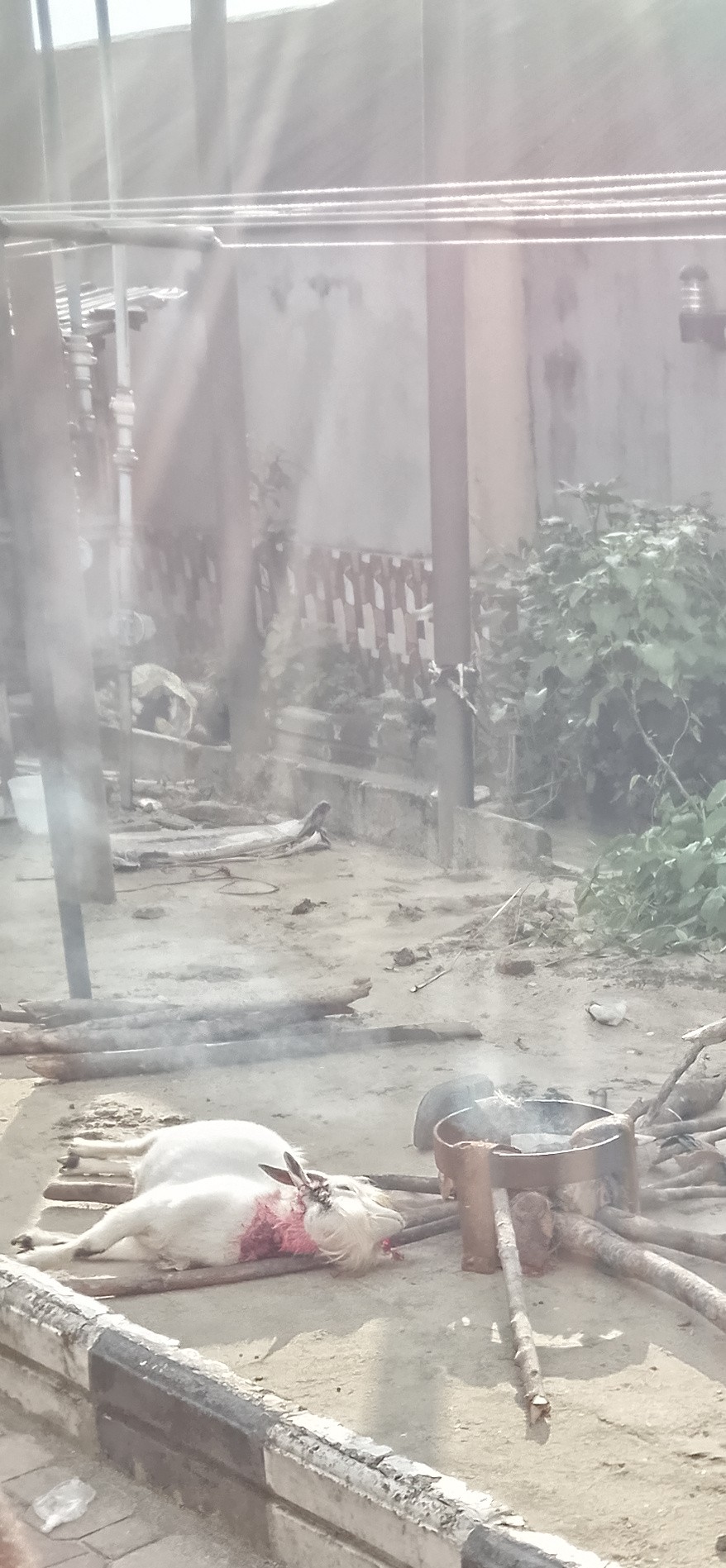 1000242419.jpg