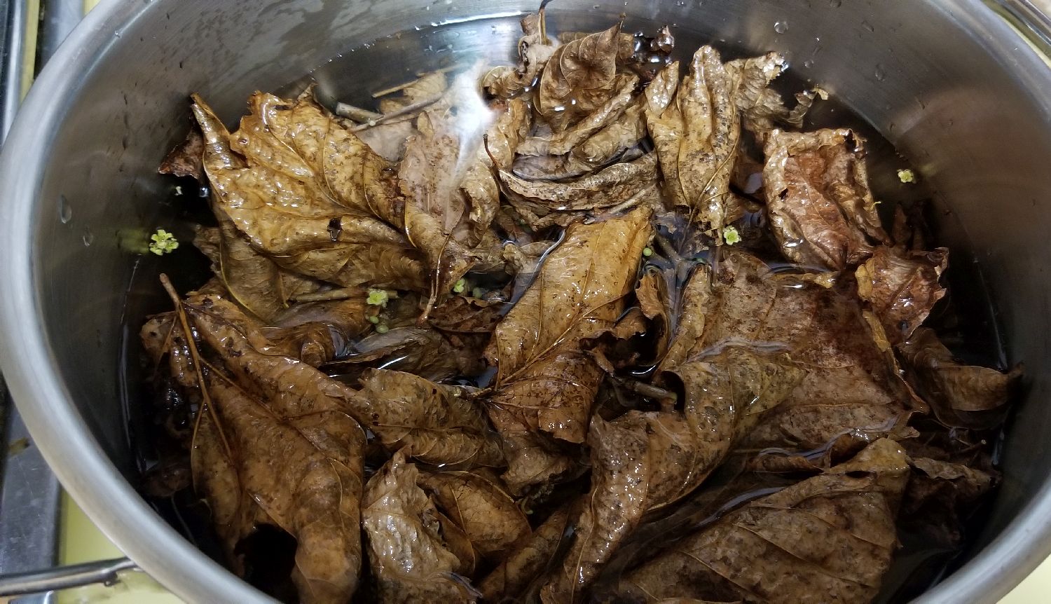 20181206_235734 - Preparing witch hazel to extract.jpg