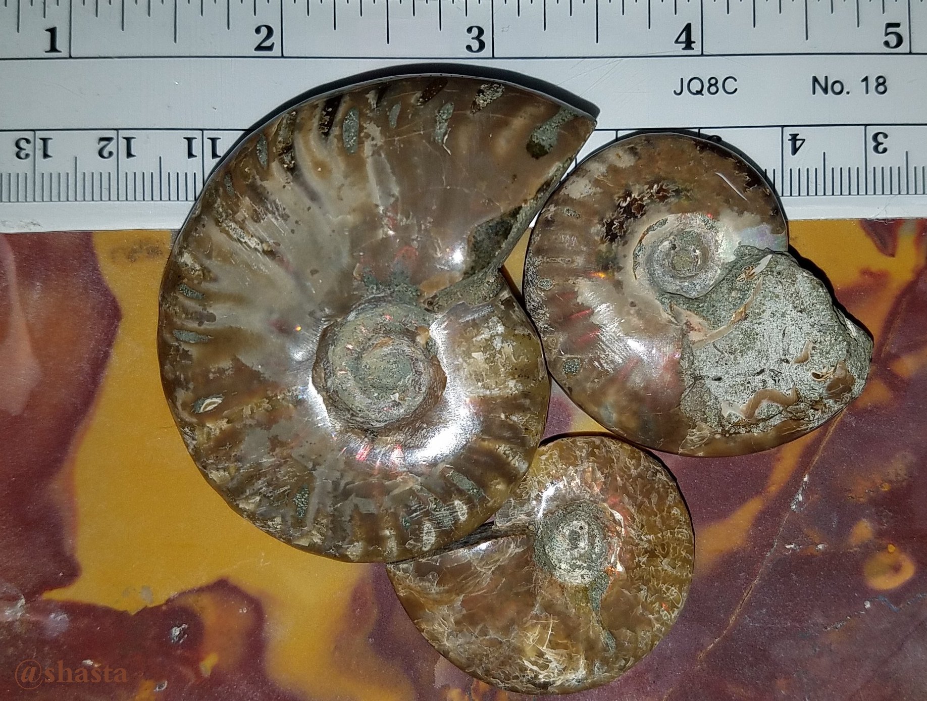 shasta2019jan4th47ammonitefossils11io.jpg