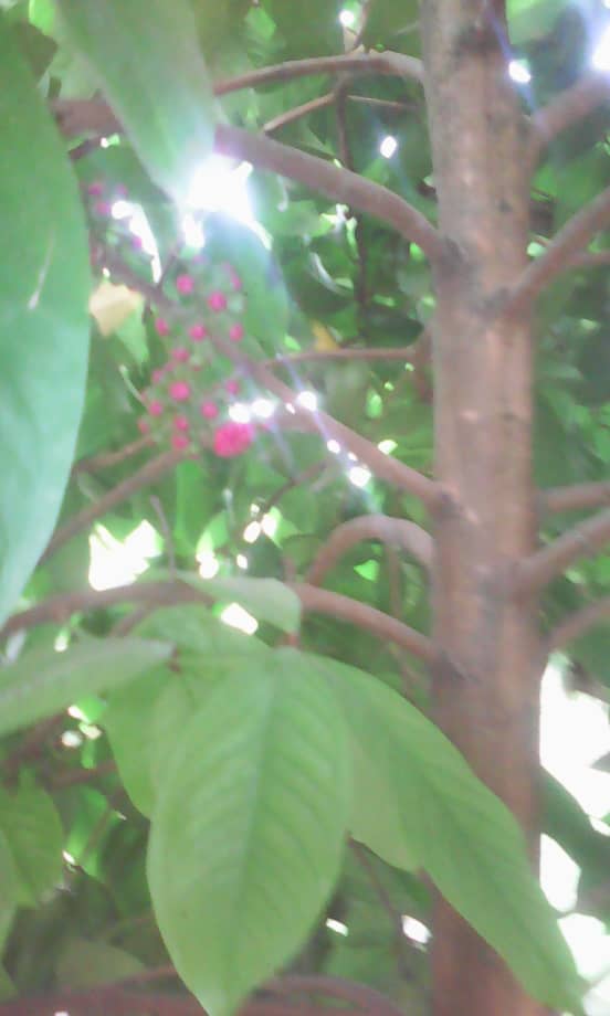 IMG-20200106-WA0083.jpg