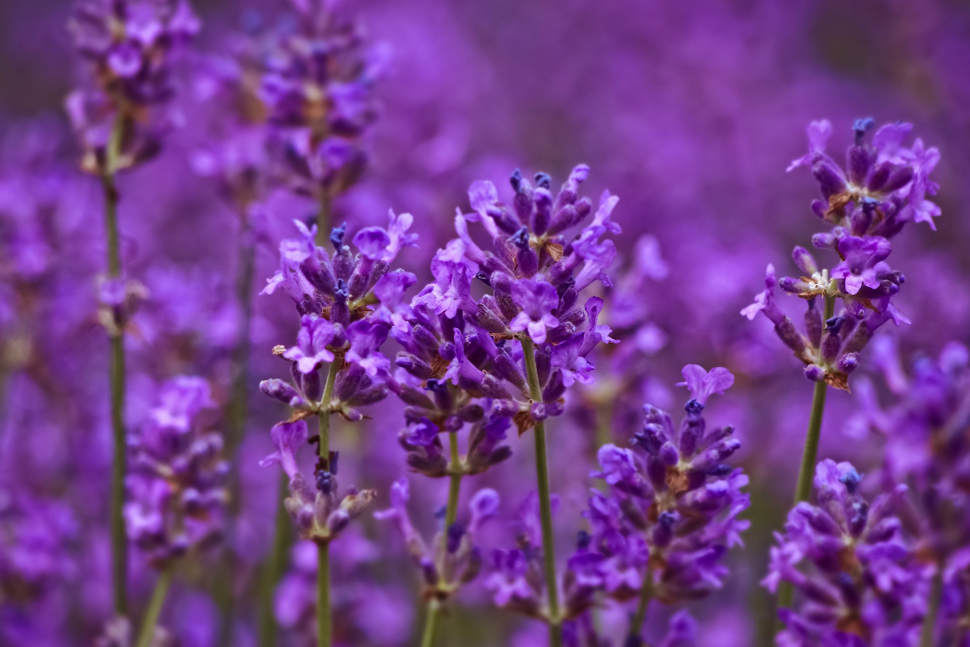 lavender-3462956_1920.jpg