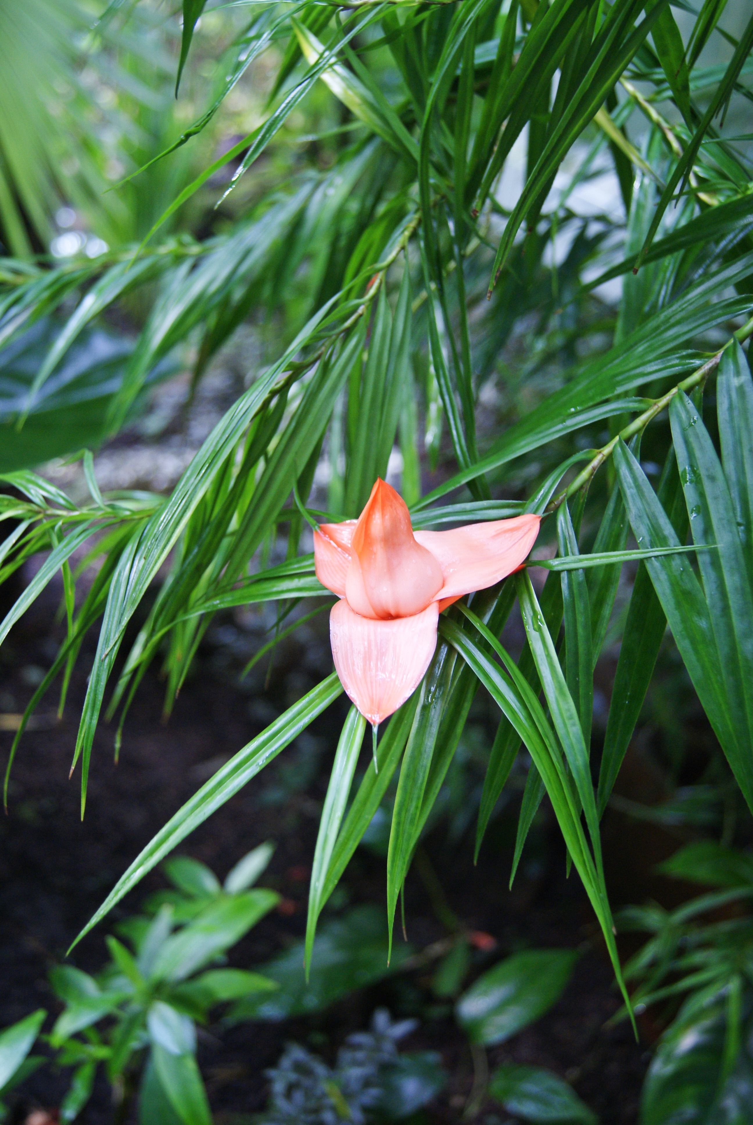Freycinetia_cumingiana_1_Palmengarten_Frankfurt_(Main).jpg