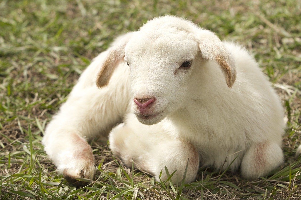 lamb-2216160_1280.jpg