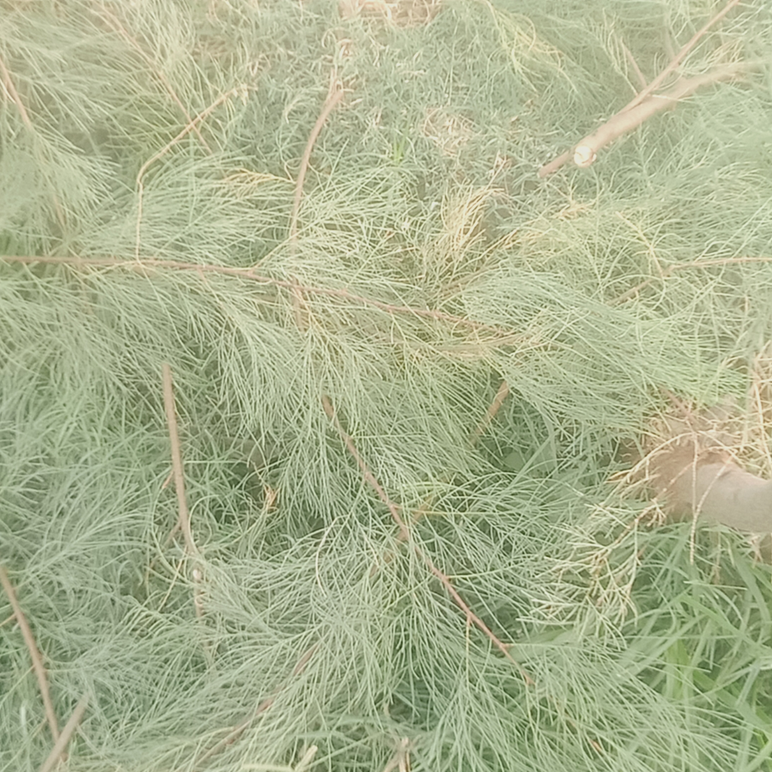 IMG20240630055503.jpg