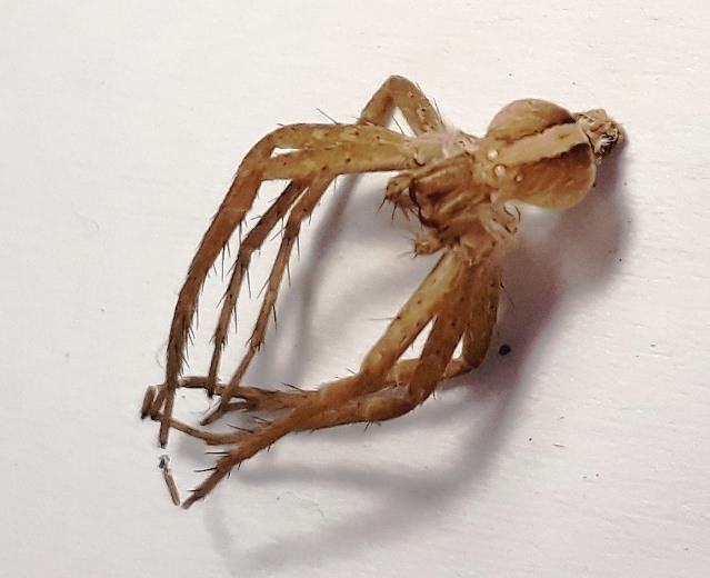spider shed skin.jpg