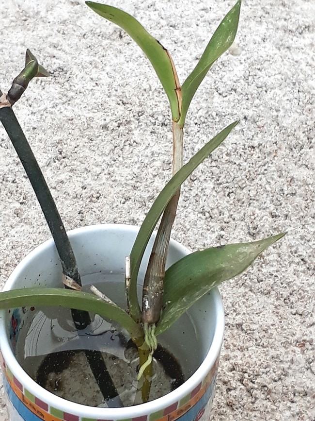 rooting.jpg