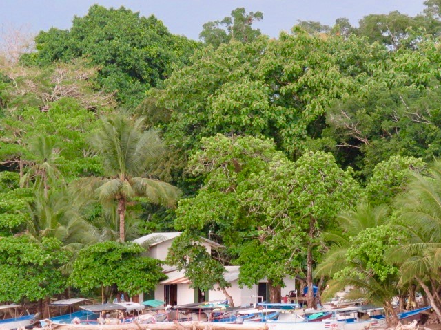 trees3.jpg