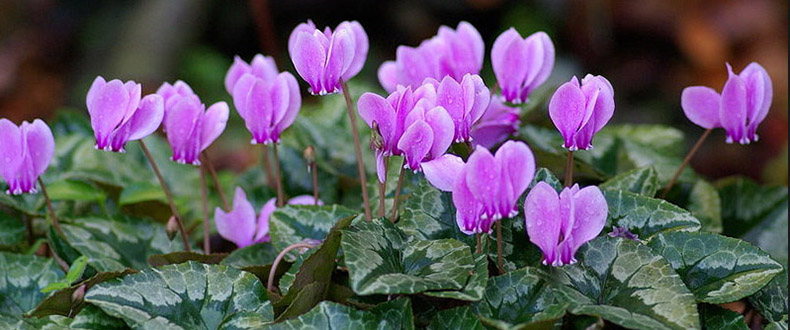 Cyclamen-Plants-Care-Growing-Garden-Cyclamen-Houseplants.jpg