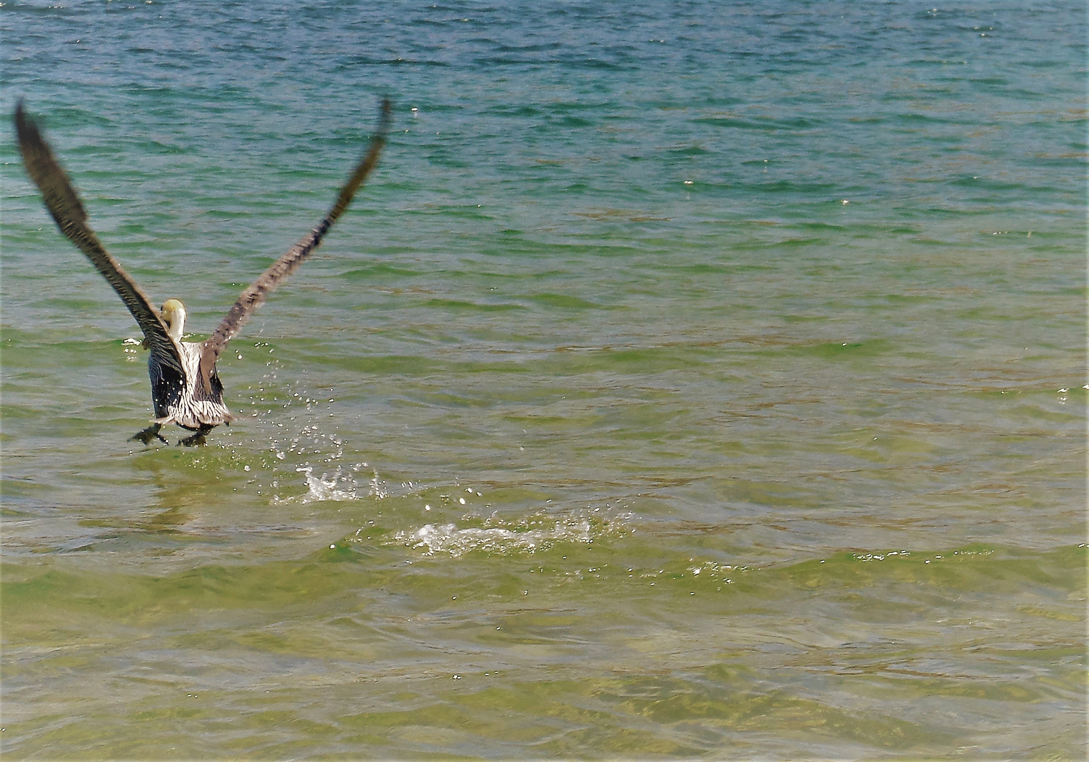 peli.jpg