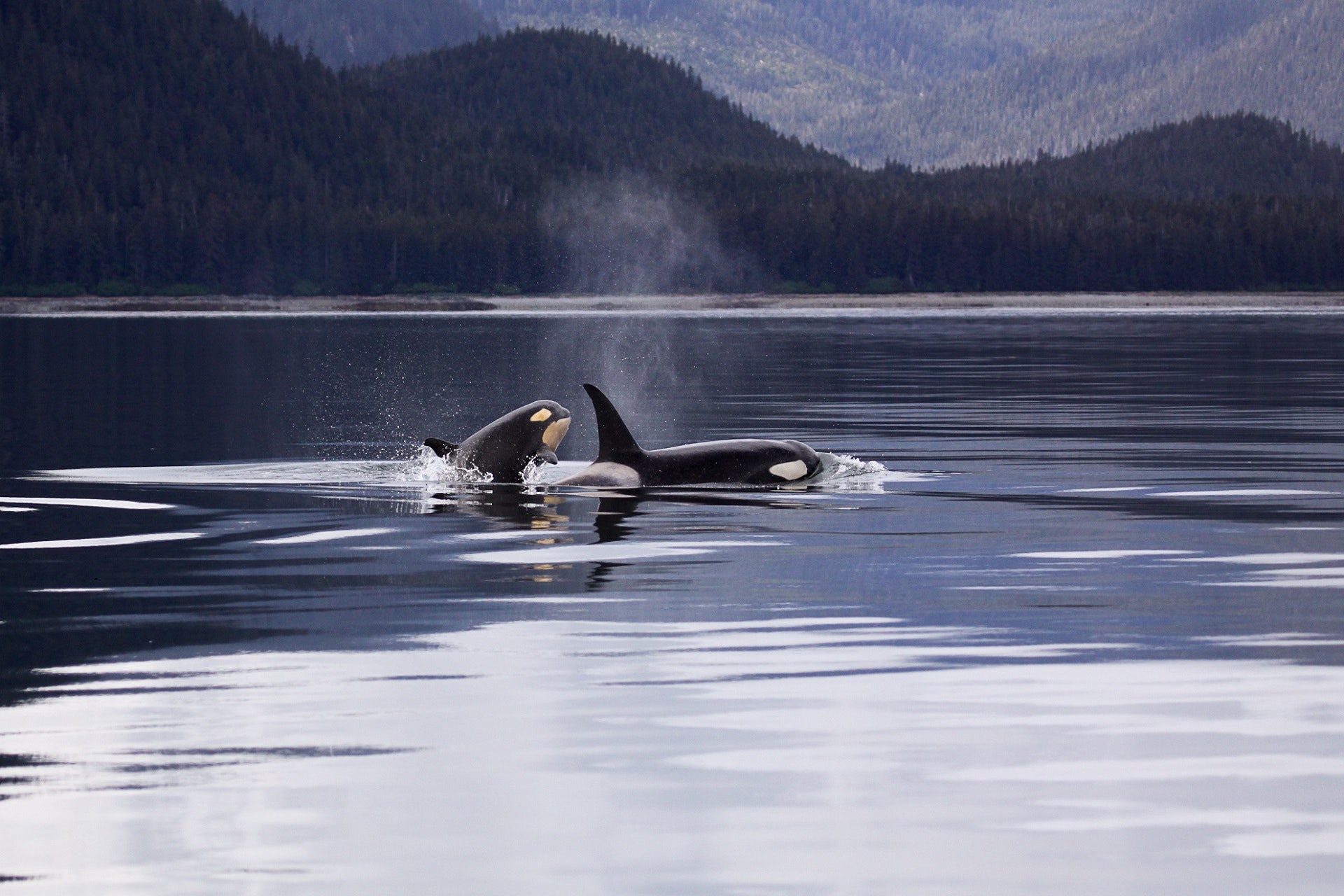 action-animal-daylight-289324.jpg