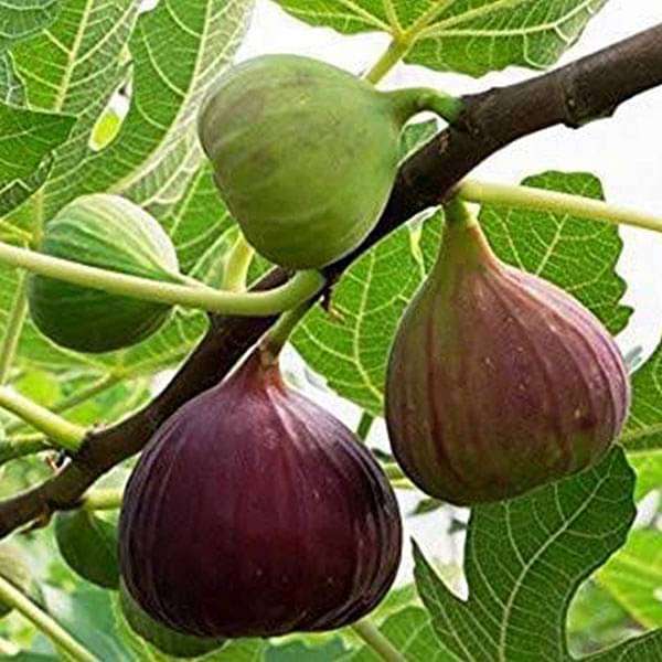 nurserylive-plants-fig-tree-anjeer-fruit-common-fig-fruit-plant-16968860139660.jpg