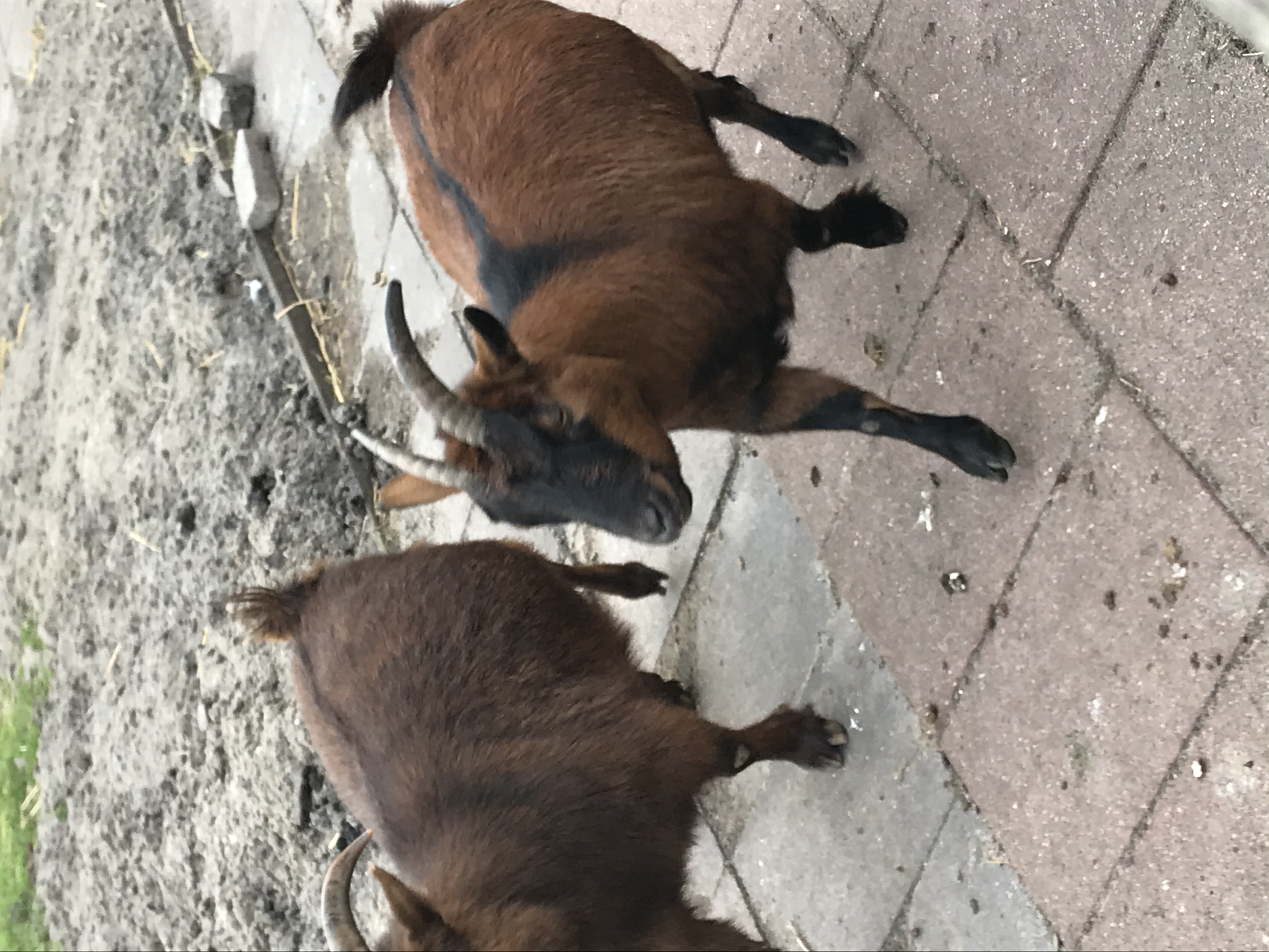 19E074F8-CCAA-4C1F-ADAA-DCE1316513F7.jpeg