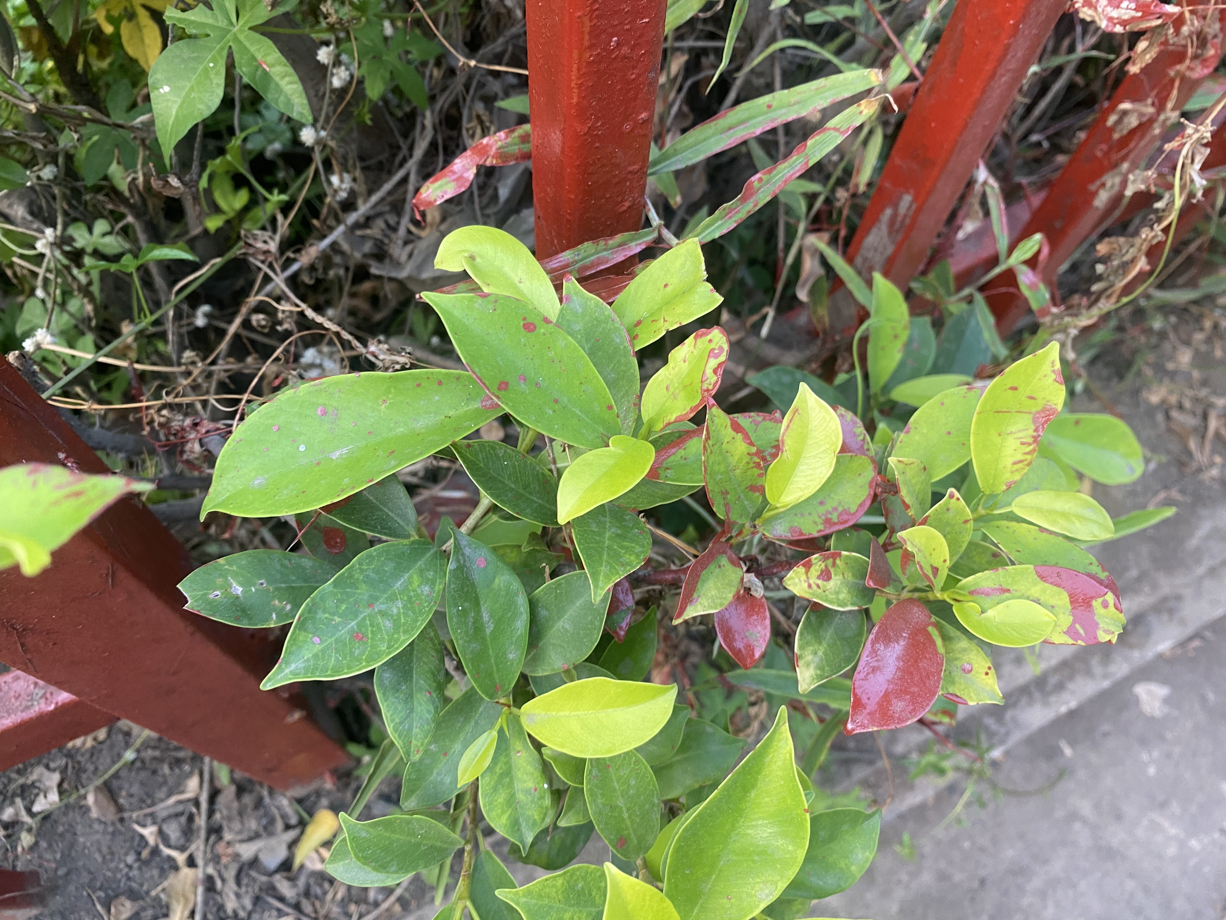 IMG_4423.jpeg