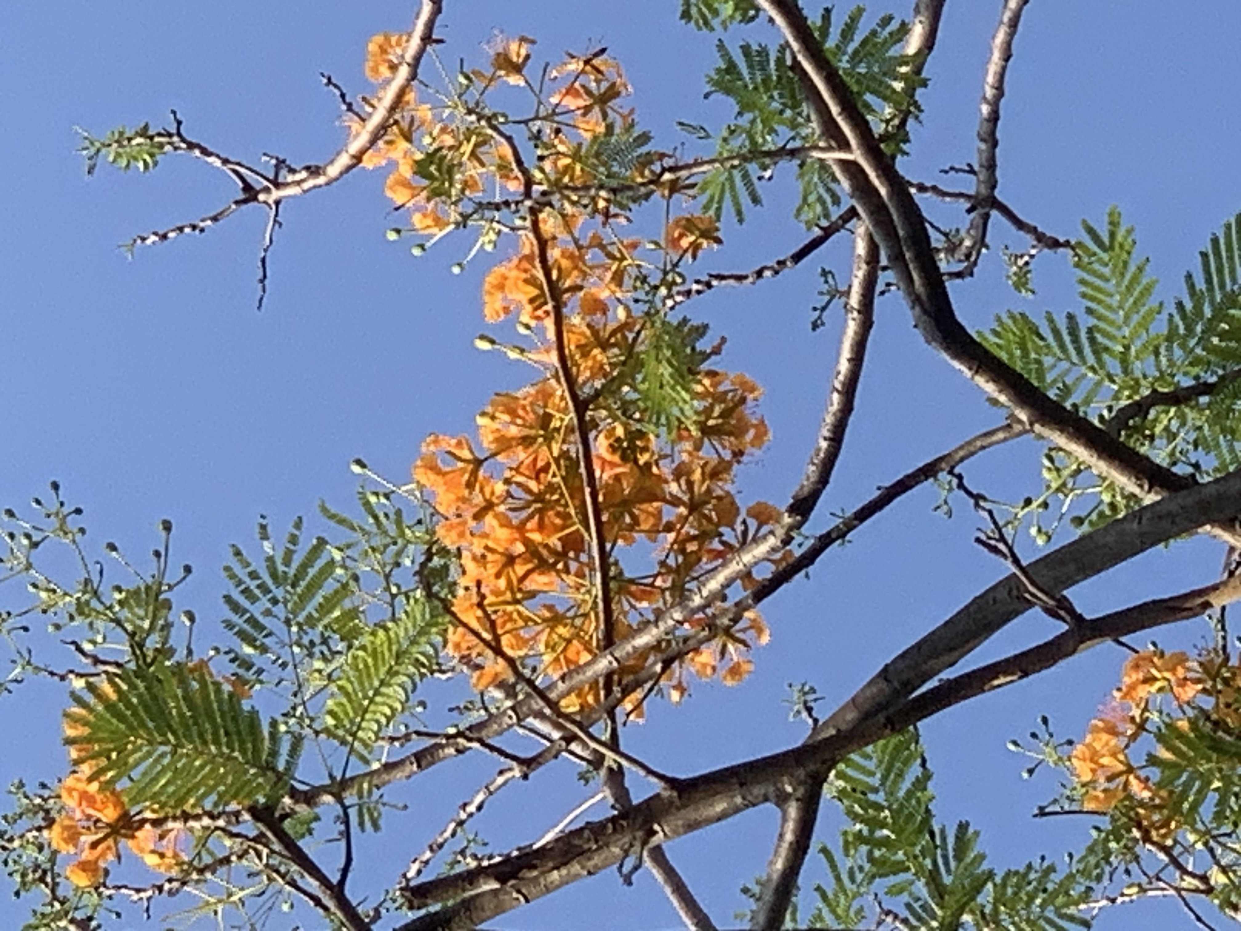 Queen Sirikit Park310.jpg
