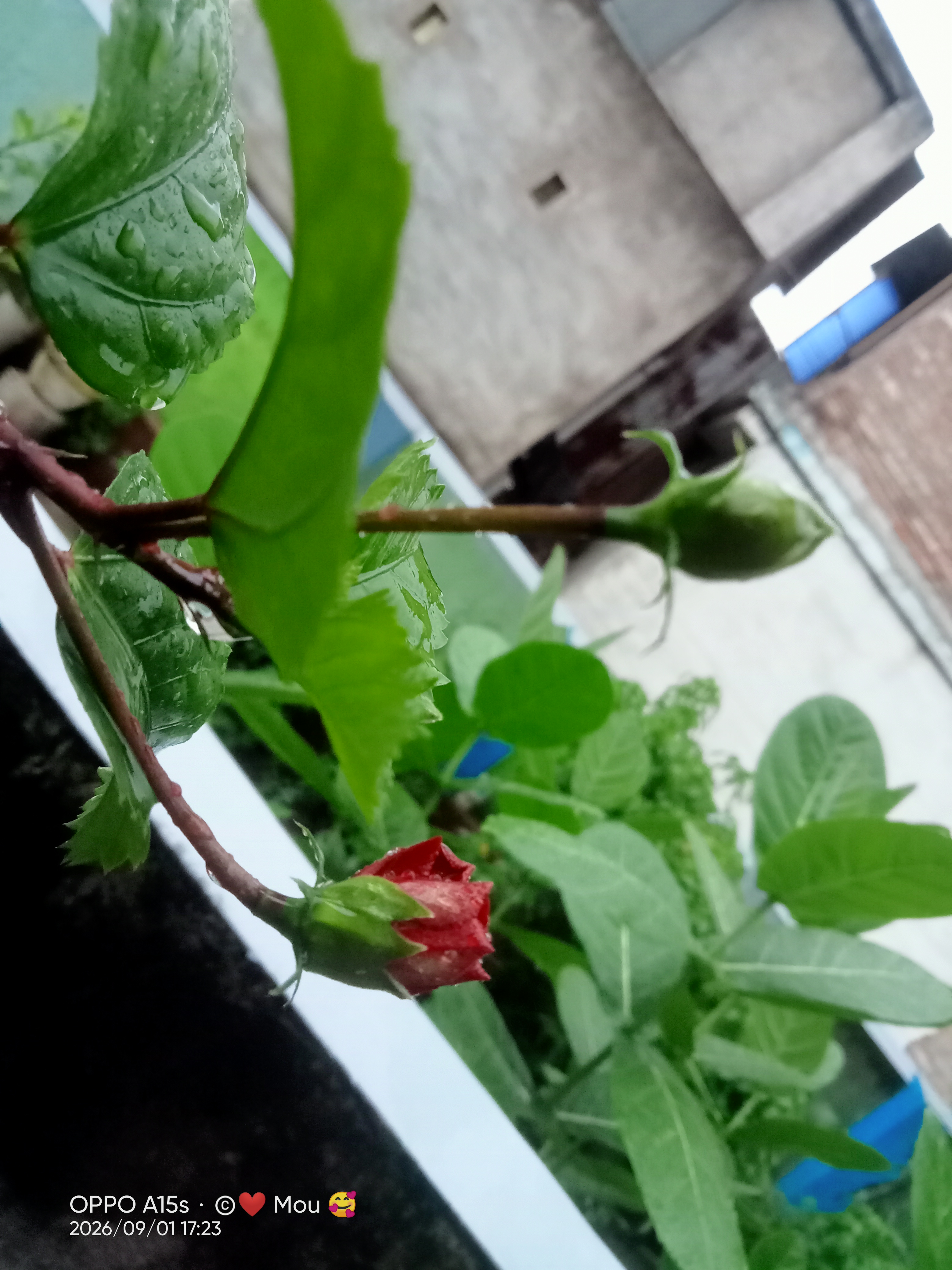 IMG20260901172341.jpg