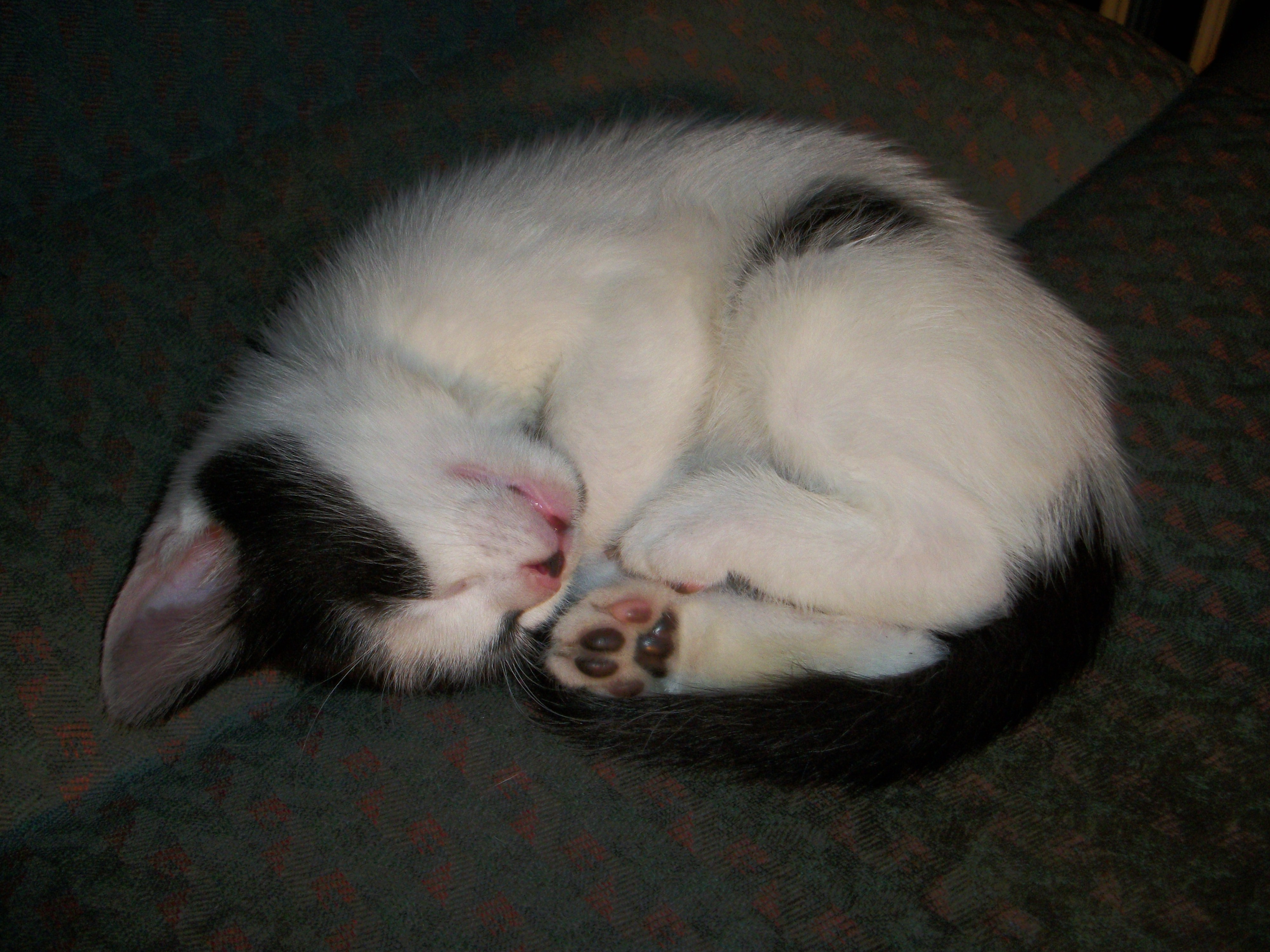 AverageoutsiderKittens etc. Jan 2019 019.jpg