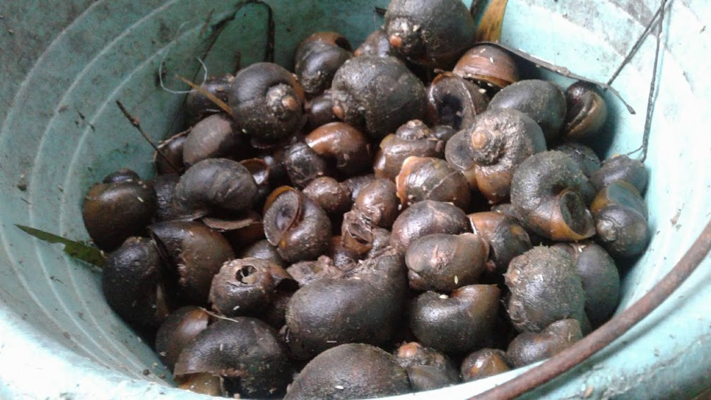 Menikmati Keong Mas Di Sawah Yang Kaya Protein Weku