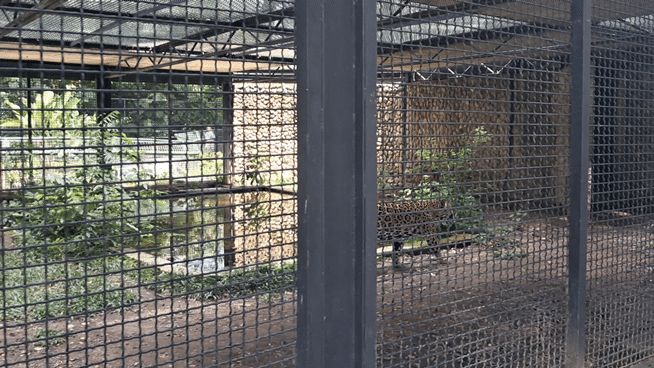 20250726_134943(1).gif