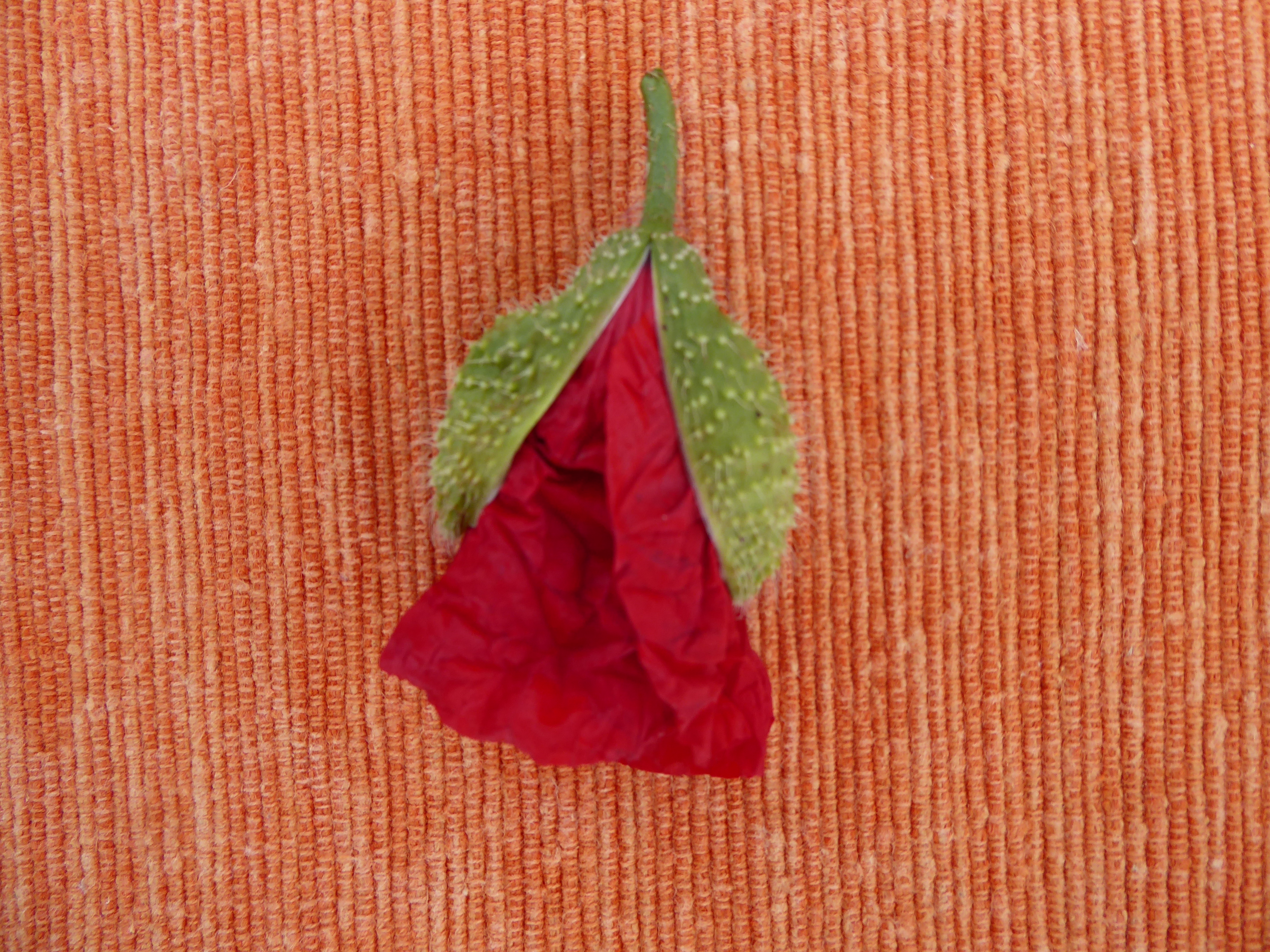 P1020451.JPG
