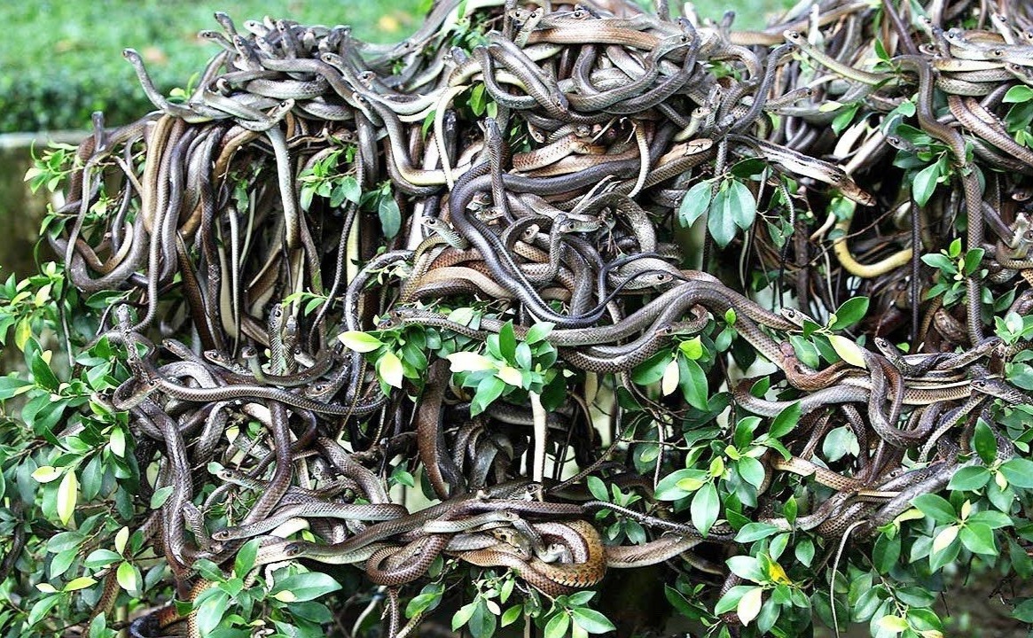 Amazing World Part 1 Snake Island Steemit