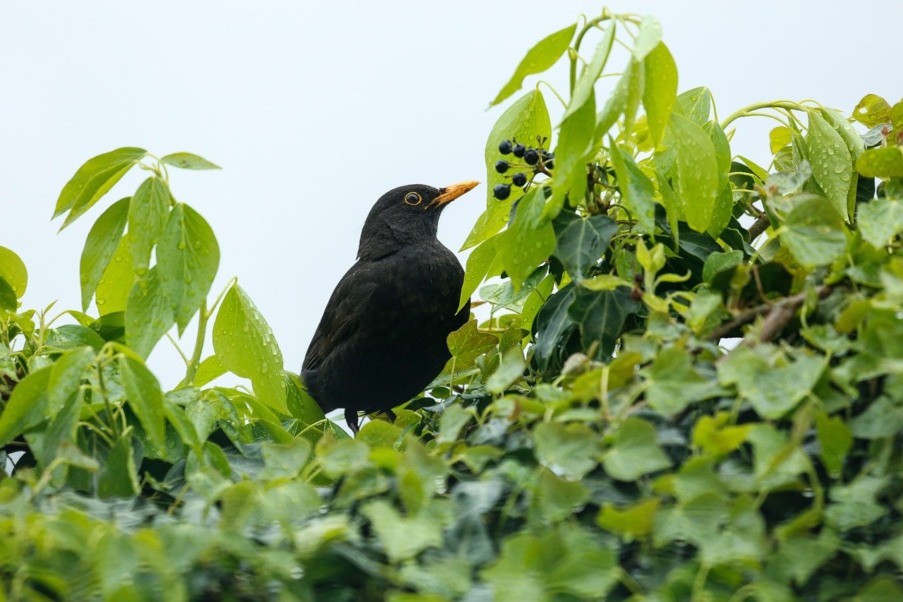 blackbird-ga5201a72d_1280.jpg