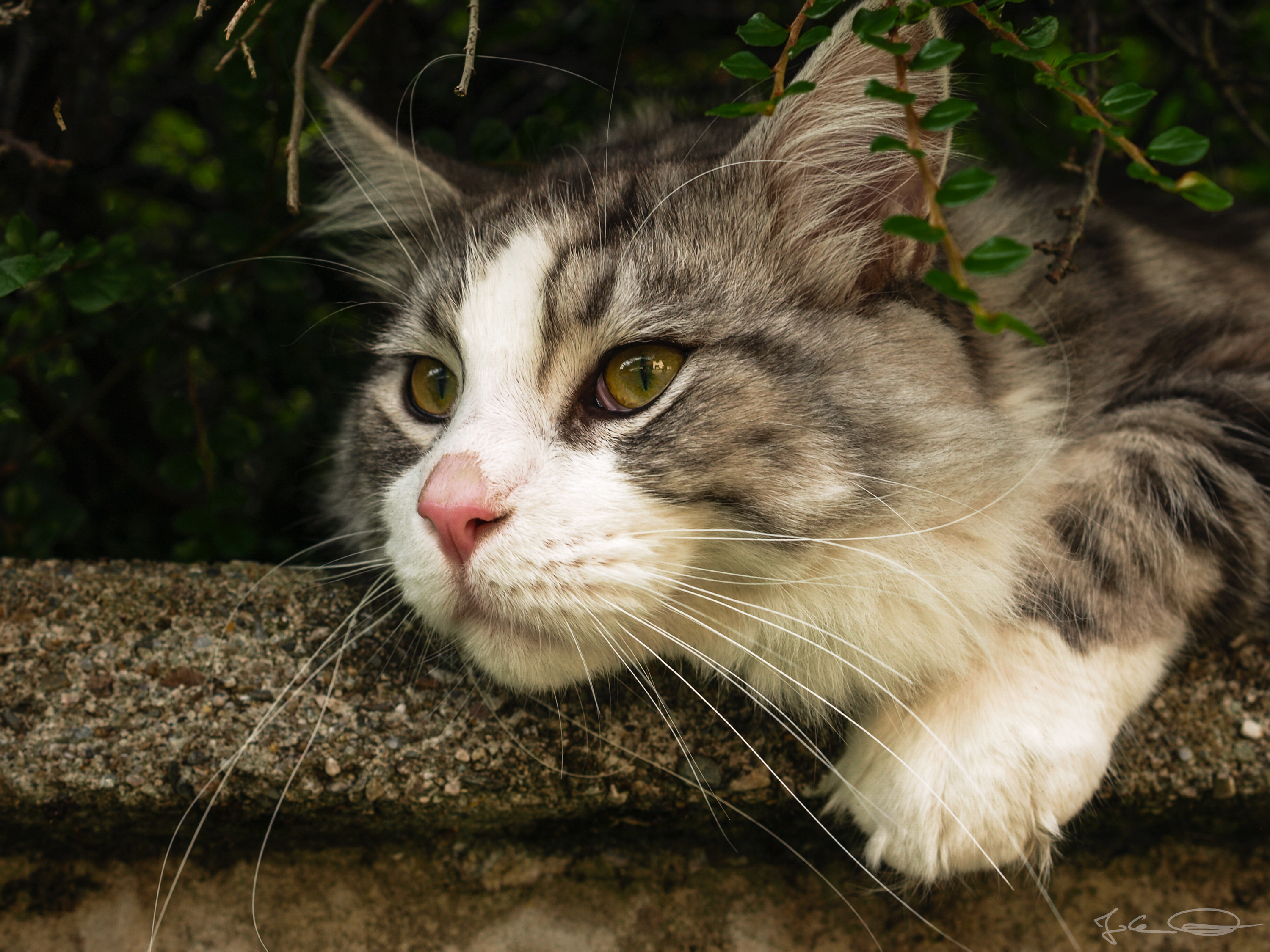 Maine Coon Spannende Infos Zur Ungewöhnlichen Katzenrasse