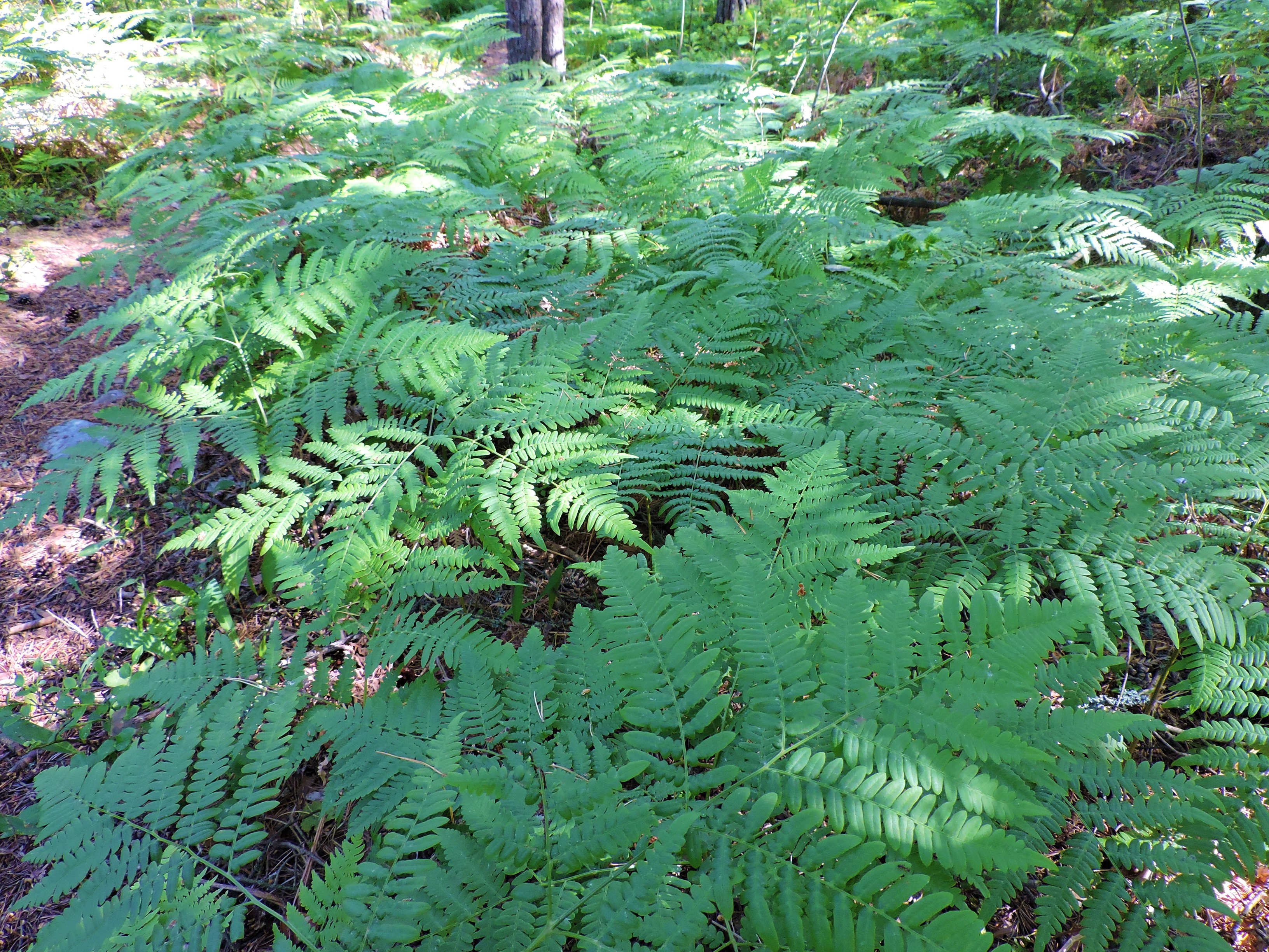DSCN4978.JPG